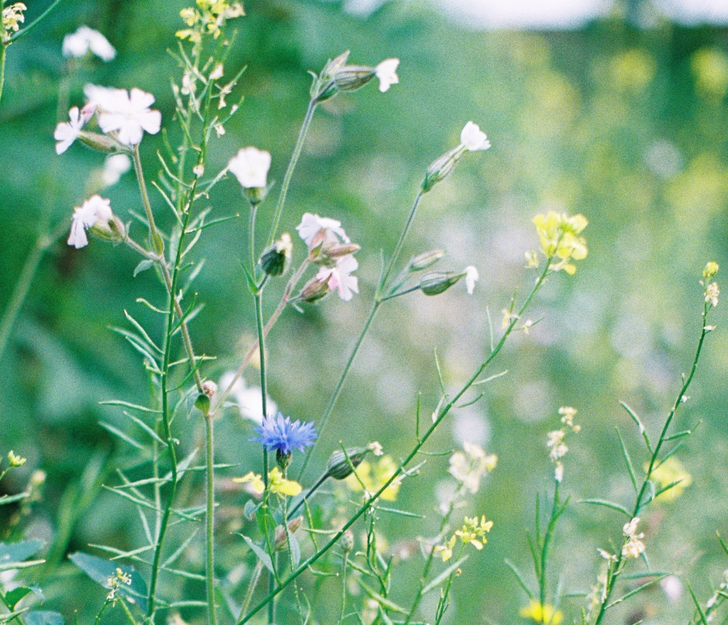 Gaia Love Earth Healer practitioner course