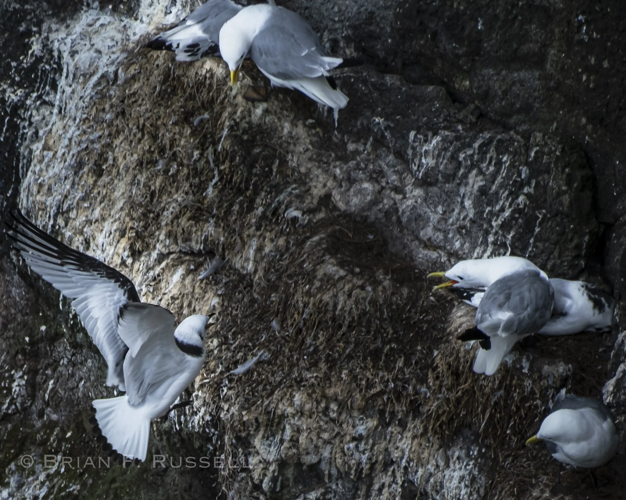 InishbofinToRathlinBlog-58.jpg