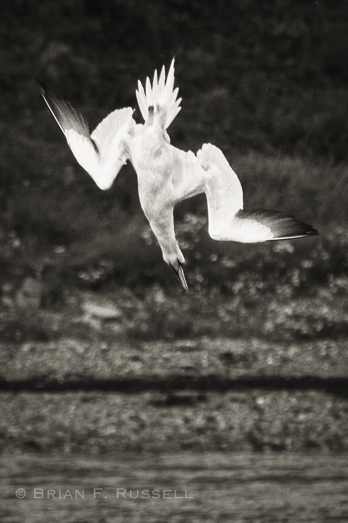 A gannet dives for fish in Campbelltown Bay, Kintyre Peninsula, Scotland, 2026.