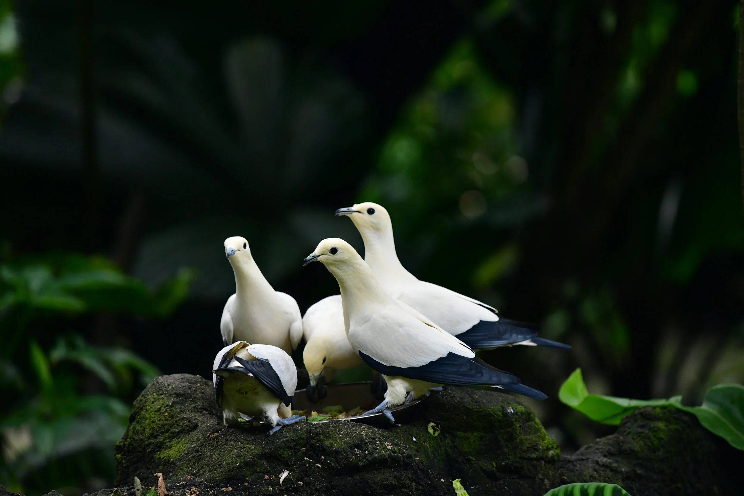 85N_1208-3.jpg