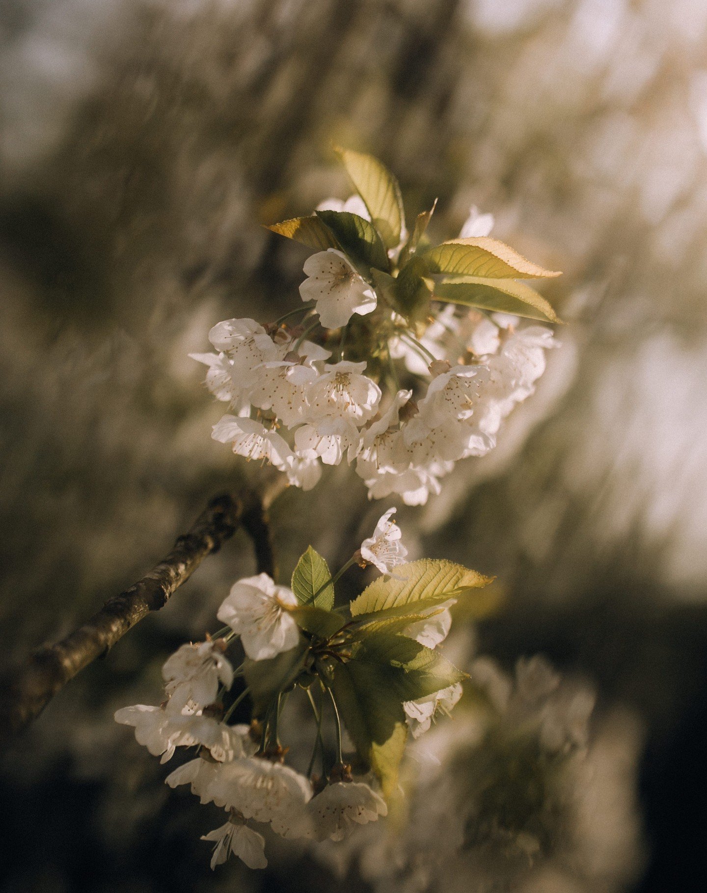 20/100
#100daysoflumi&egrave;re2024
#100daysoflumi&egrave;re
#collectifvoirlalumiere
#narrateursdevie
#carocherchelalumi&egrave;re
#printemps