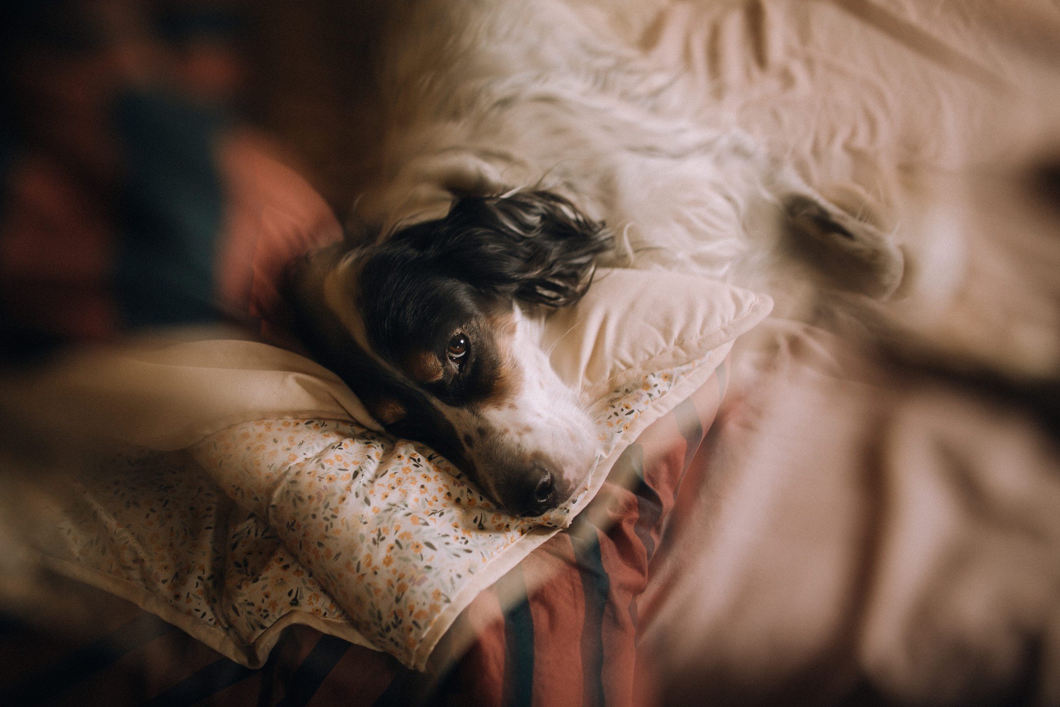 21/100
Dimanche paresseux et mon beau Padischah d'amour.
#100daysoflumi&egrave;re2024
#100daysoflumi&egrave;re
#collectifvoirlalumiere
#narrateursdevie
#carocherchelalumi&egrave;re
#setterlove #englishsetter #dog