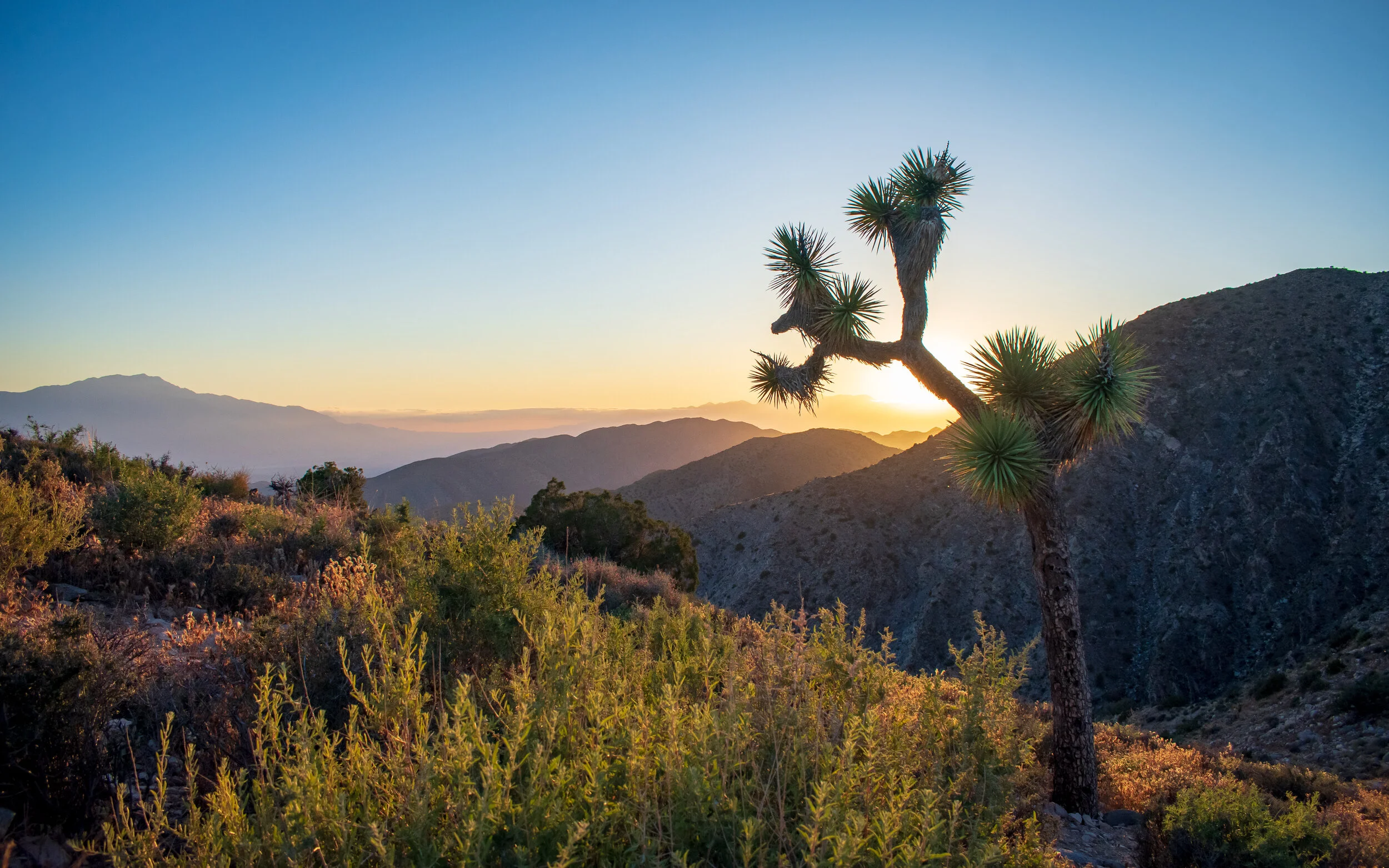 Joshua Tree National Park