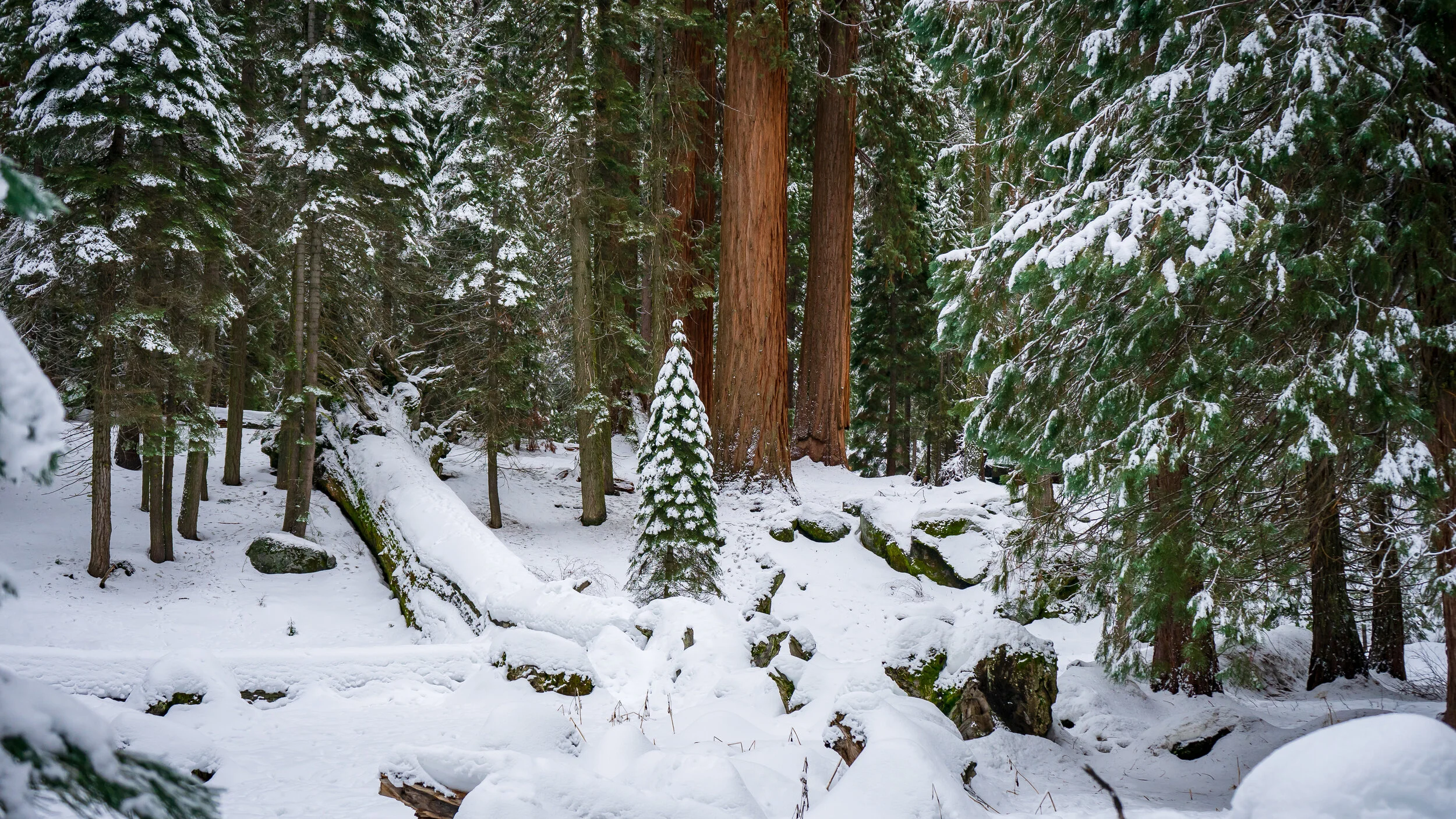 Sequoia National Park
