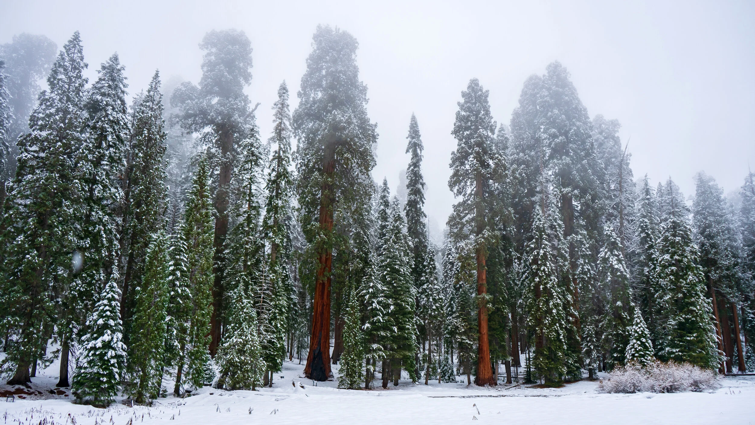 Sequoia National Park