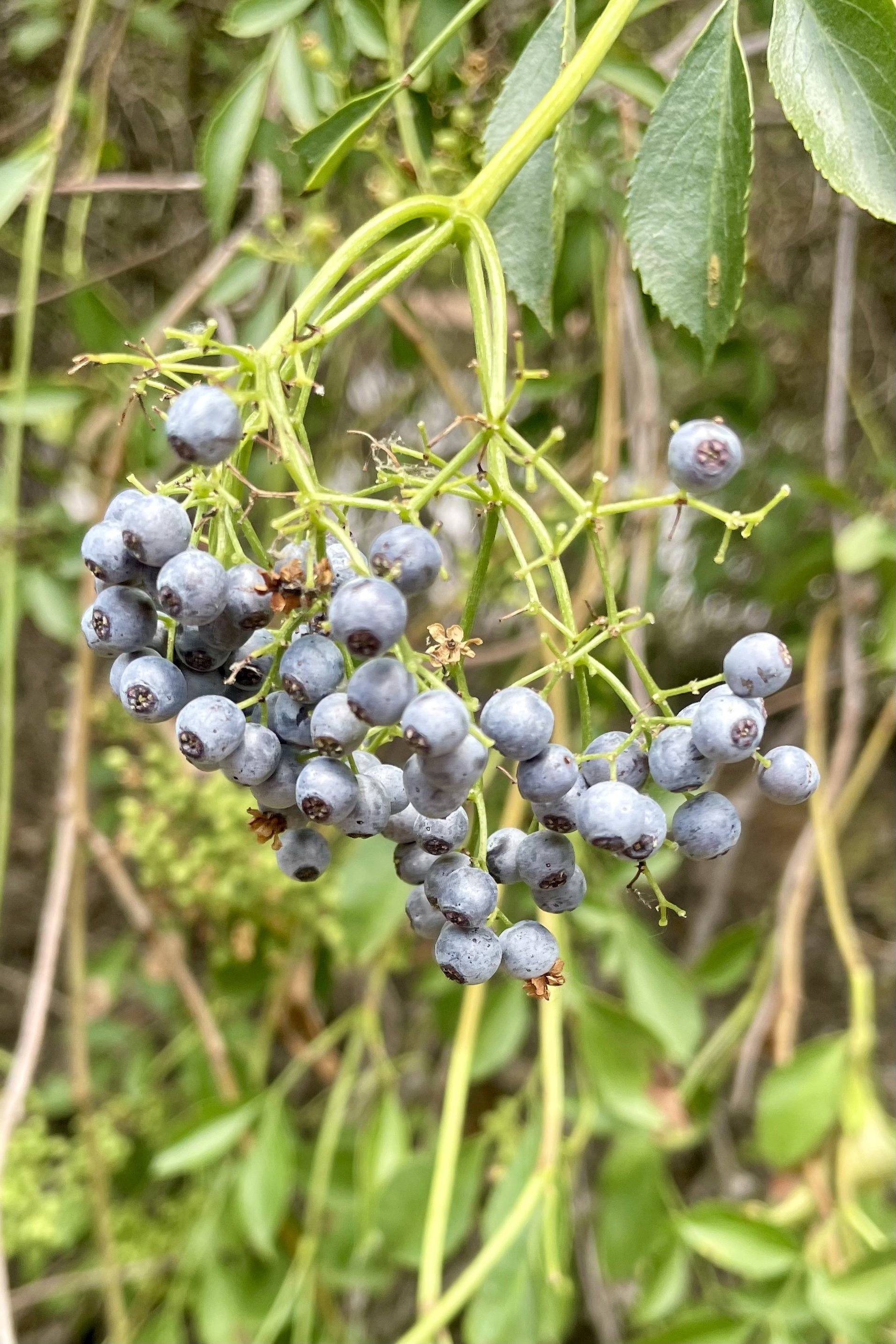 Elderberry 1.jpg
