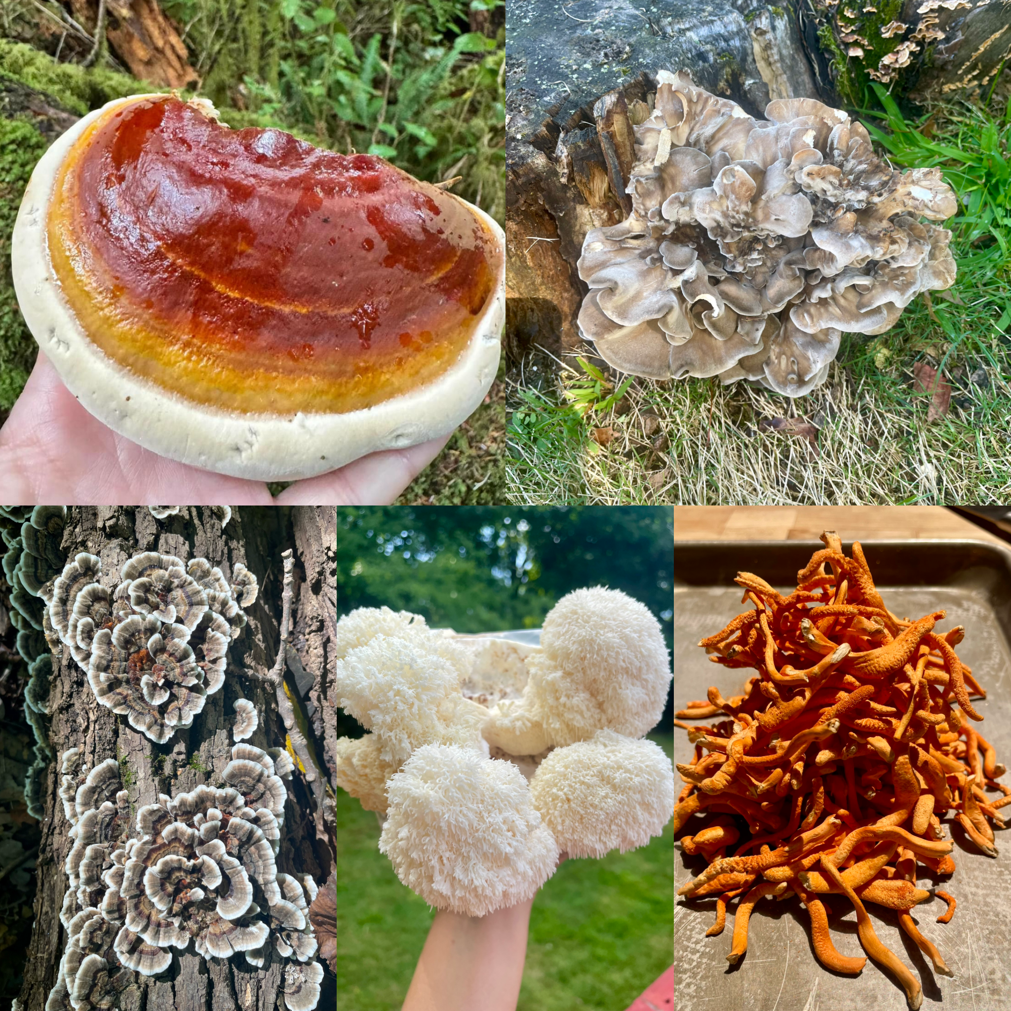 MycoFive Tincture.jpeg