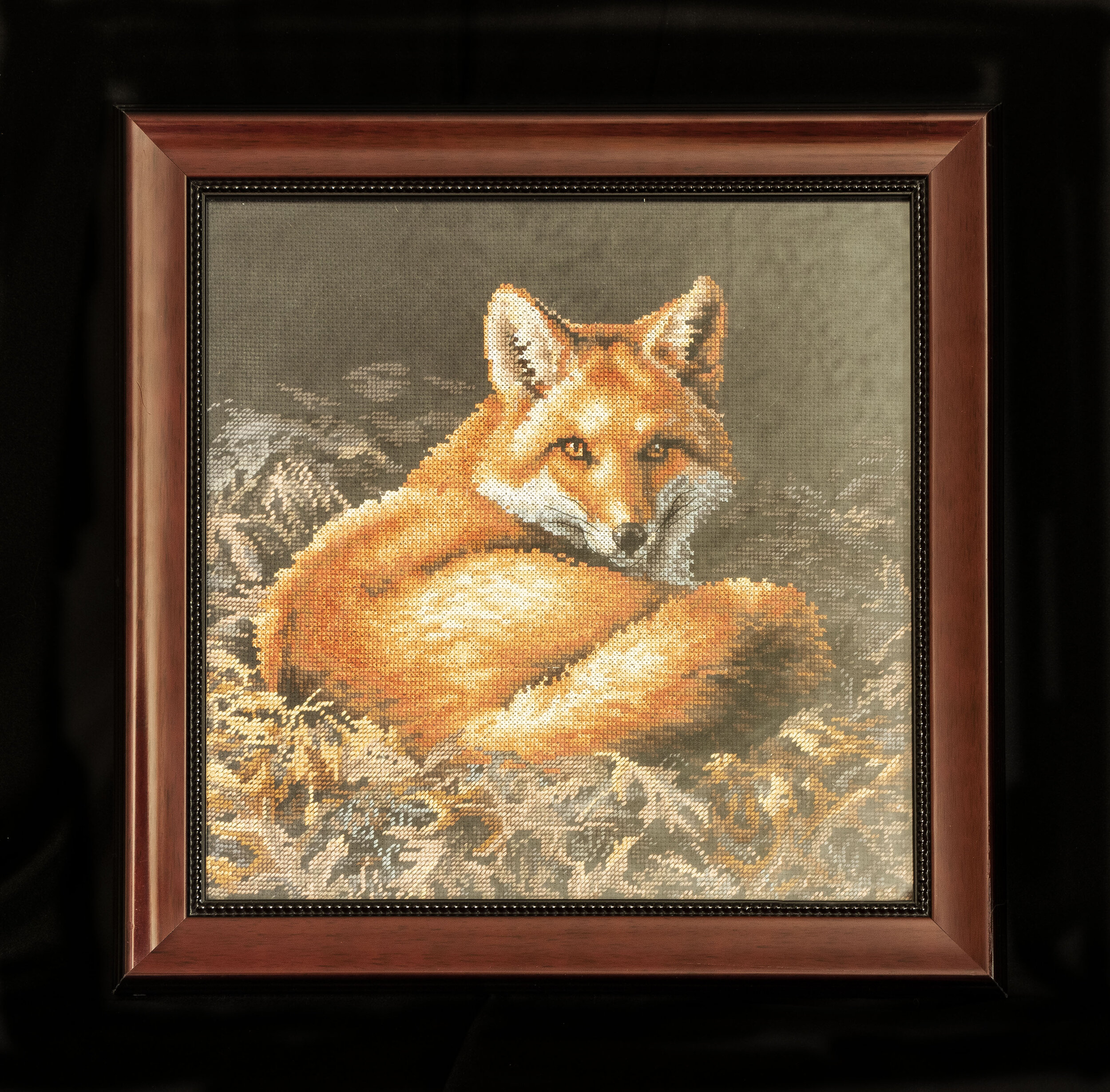 Sunlit fox