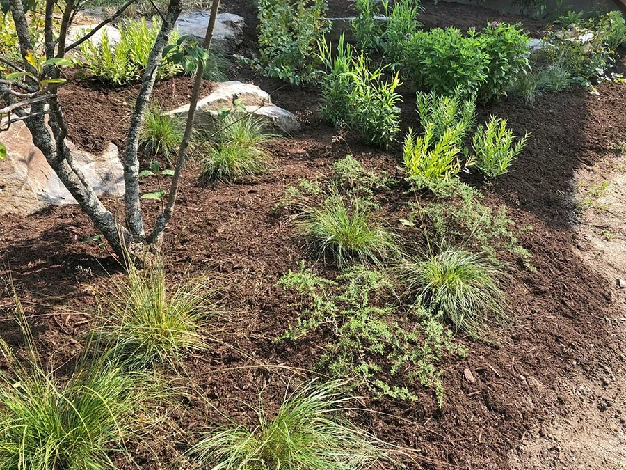 new plantings TVG.jpg