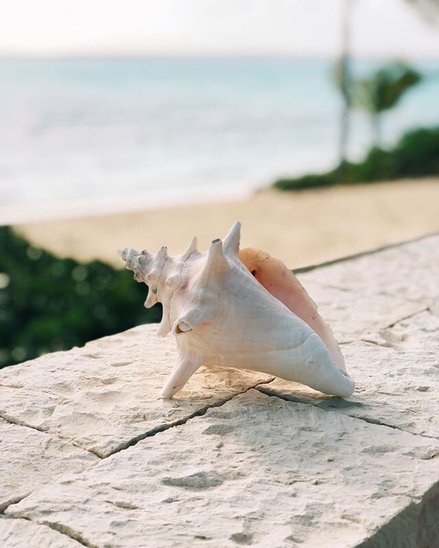 Happy #NationalSeashellDay from your friends at Jumby Bay. Did you take back a painted shell on your last visit? 
#JumbyBayIsland #OetkerCollection #EdenBeing #HostsOfChoice #IAmATraveller @OetkerCollection 📸 : @benfwagner