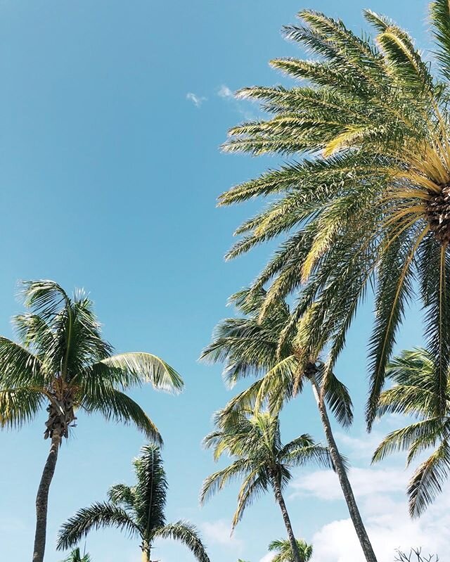 Life is better at the beach -  just ask our palms, they always seem to be dancing!

#JumbyBayIsland #Antigua  #OetkerCollection #EdenBeing #HostsOfChoice #IAmATraveller #HappinessTherapy @oetkercollection 📸 : @benfwagner