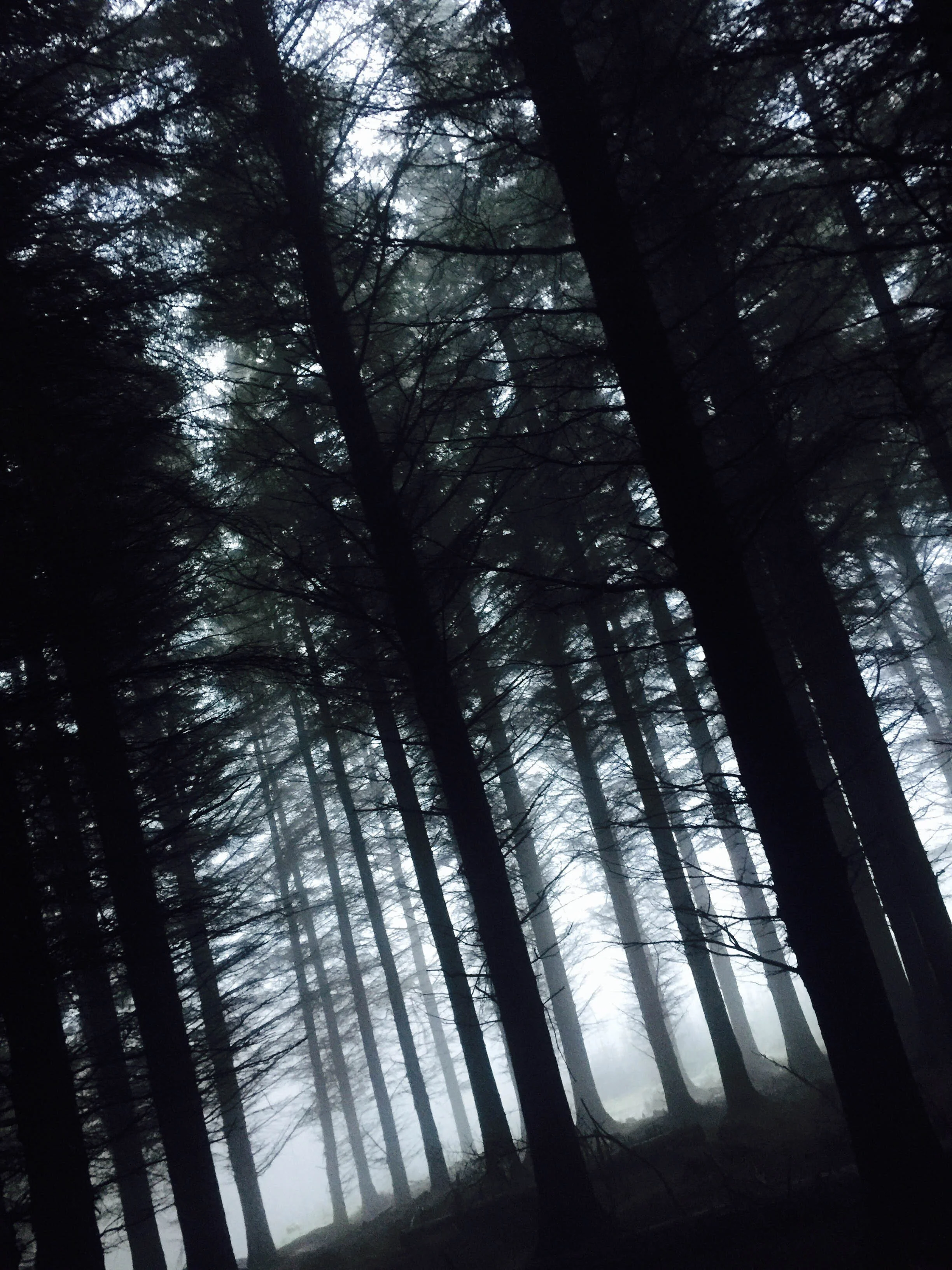 tree_000_-2.jpg