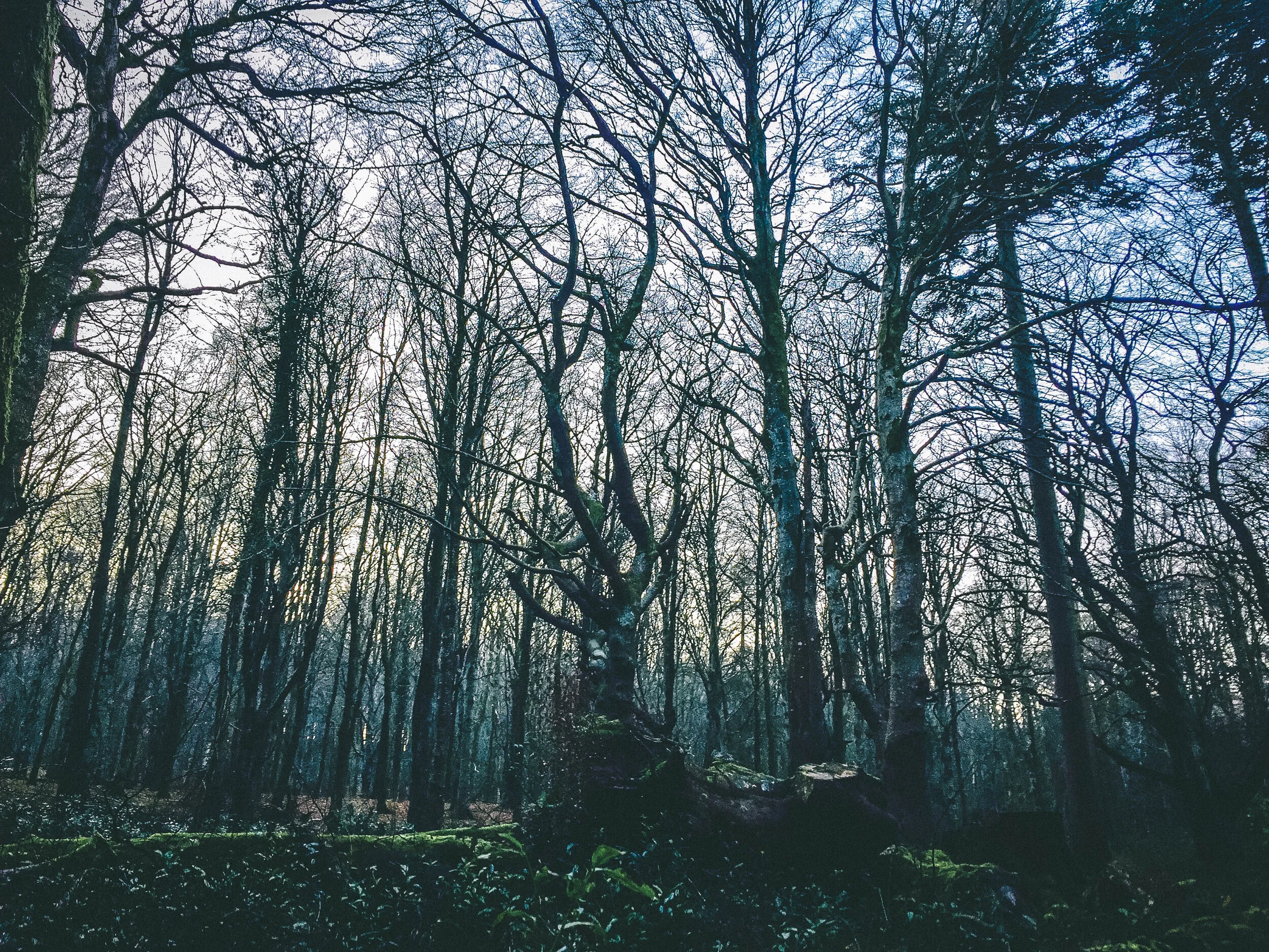 tree_000_-6.jpg