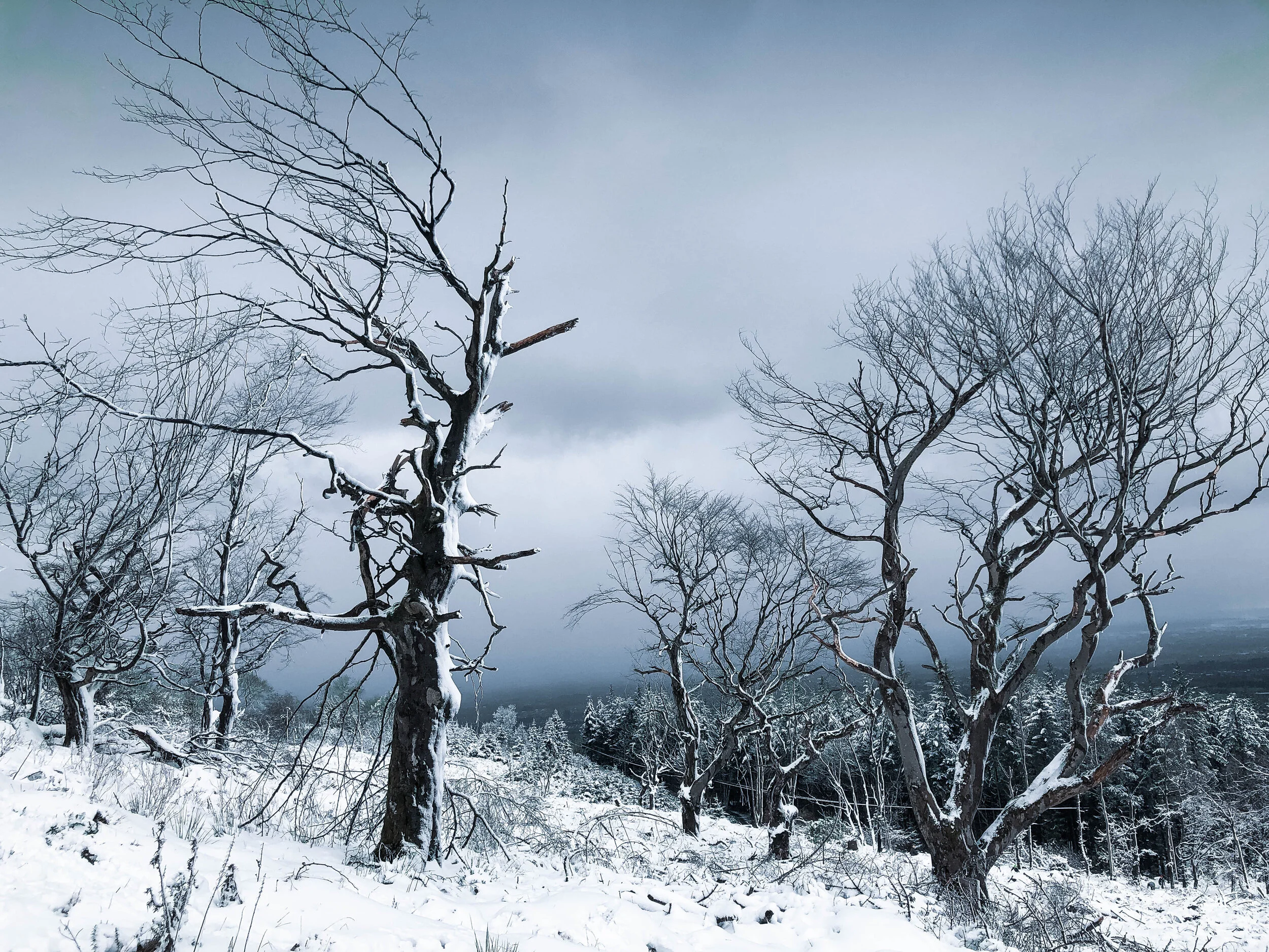 tree_000_-10.jpg