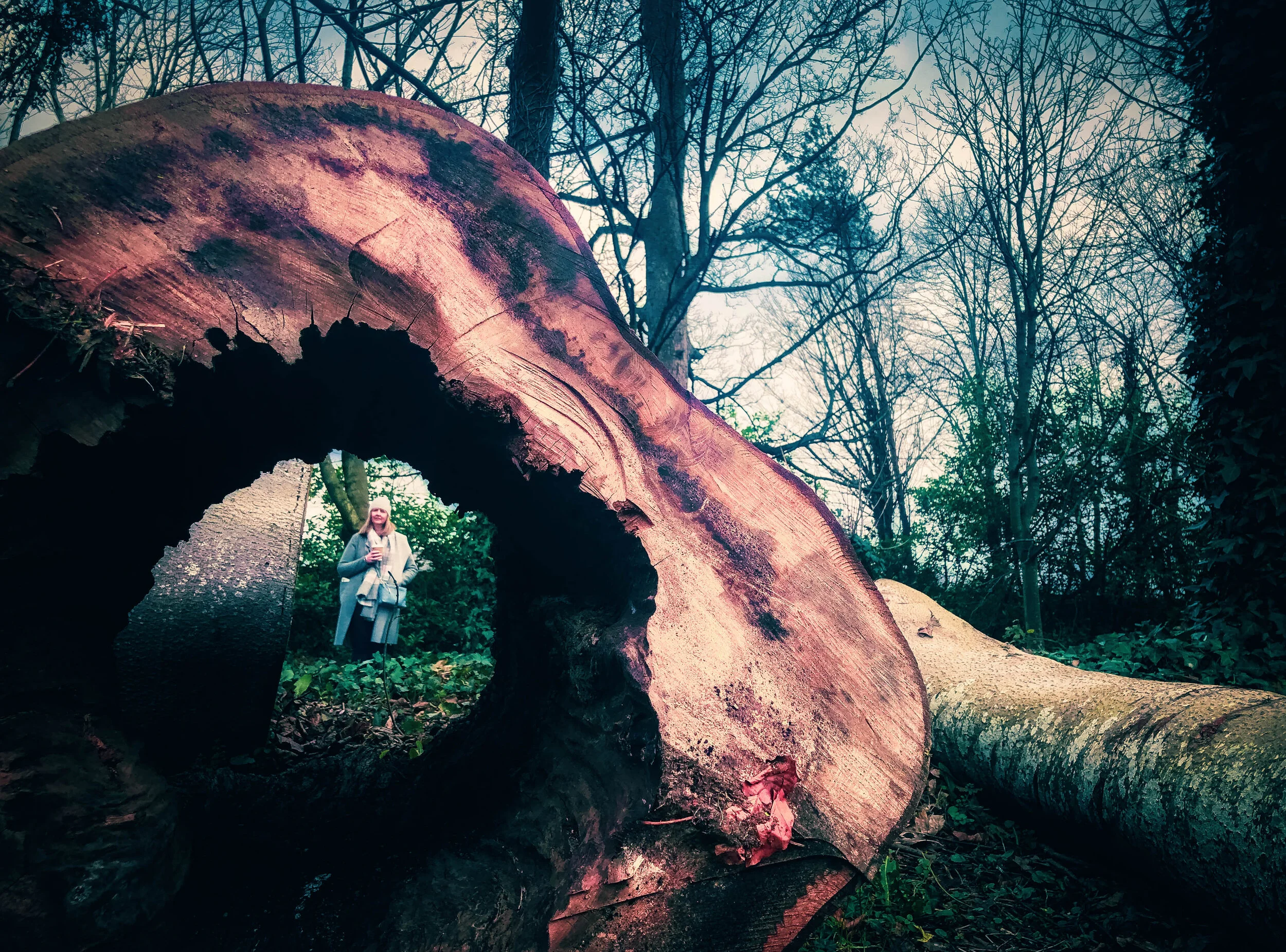 tree_000_-13.jpg