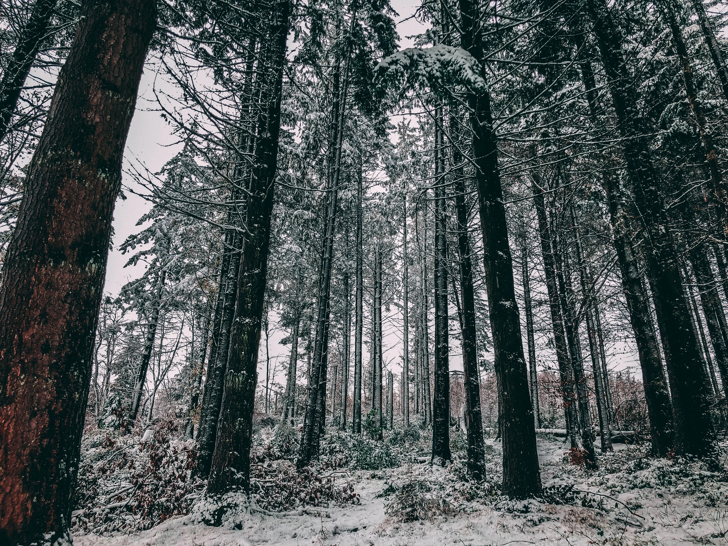 tree_000_-8.jpg