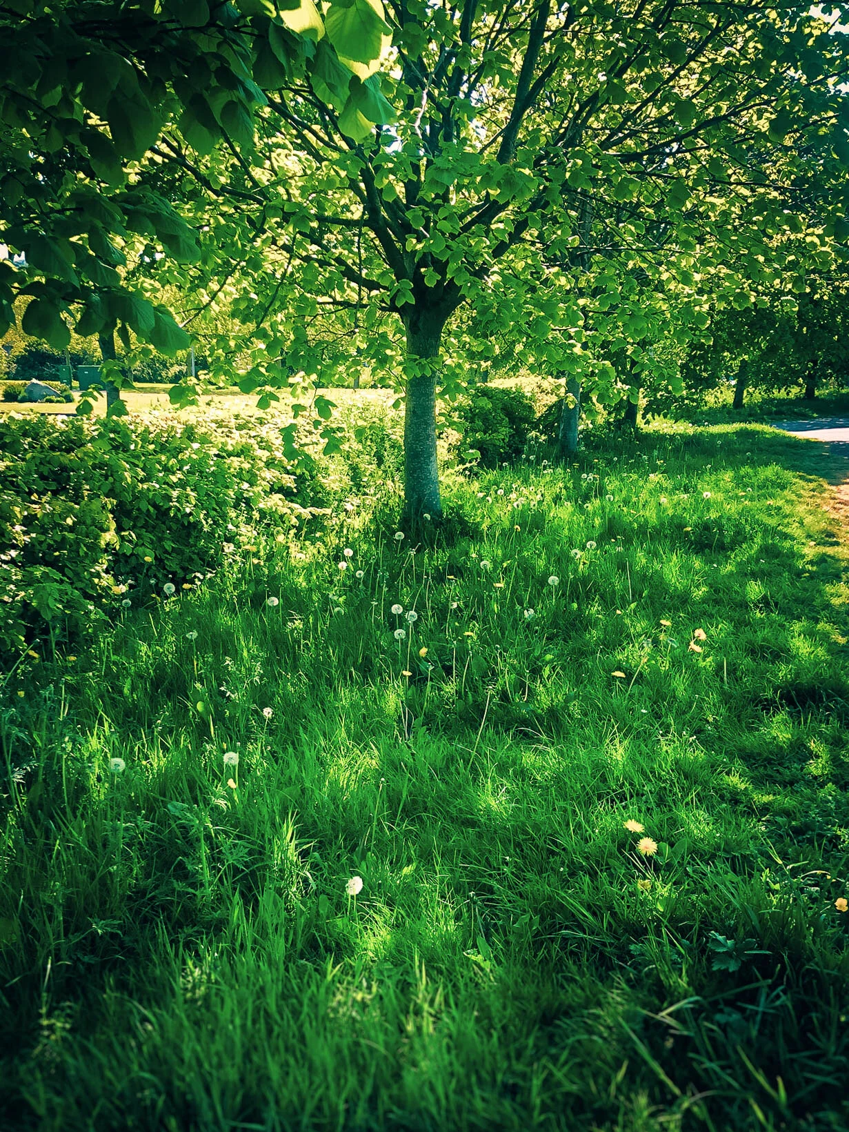 tree_000_-16.jpg