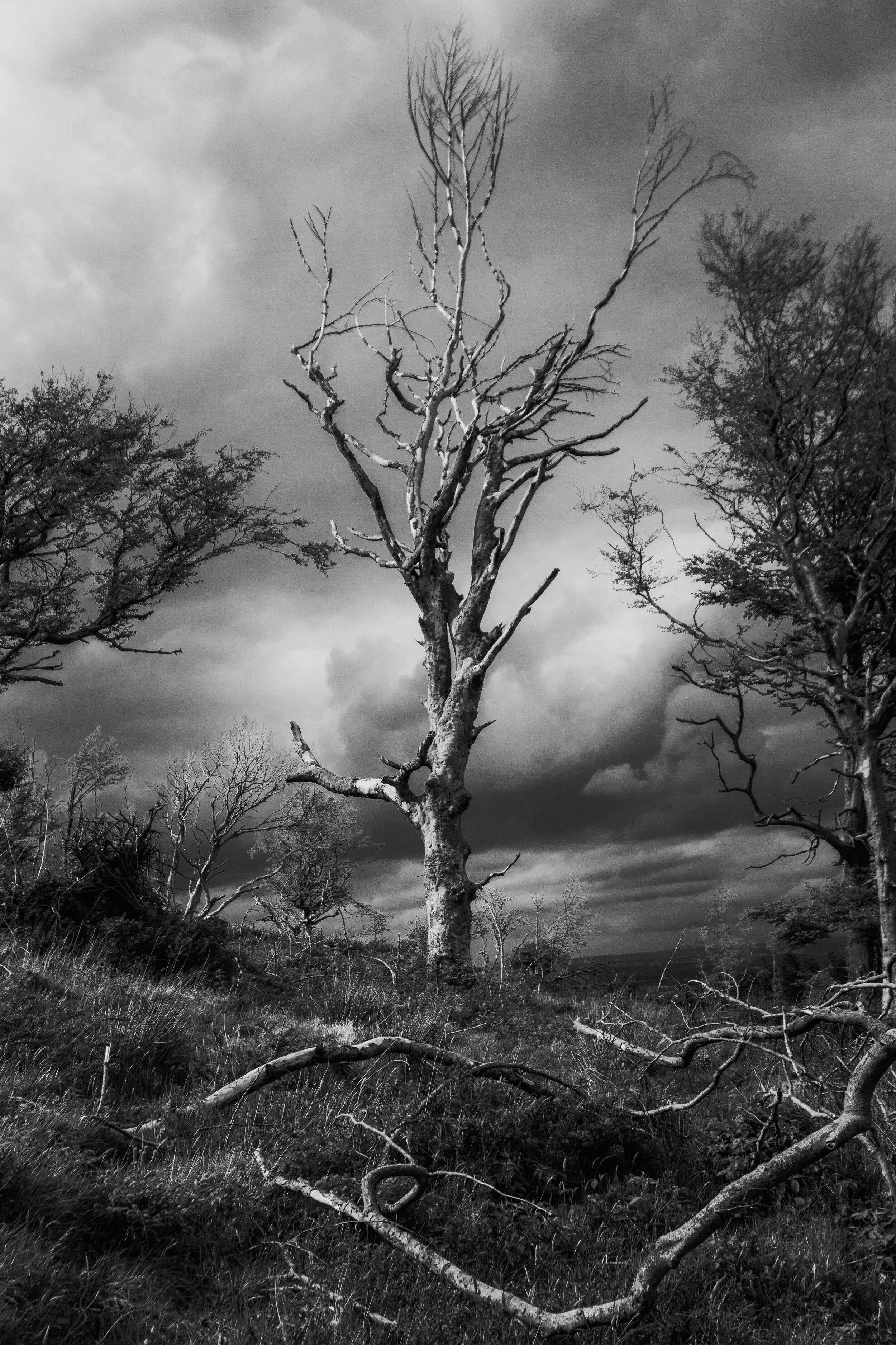 tree_000_-18.jpg