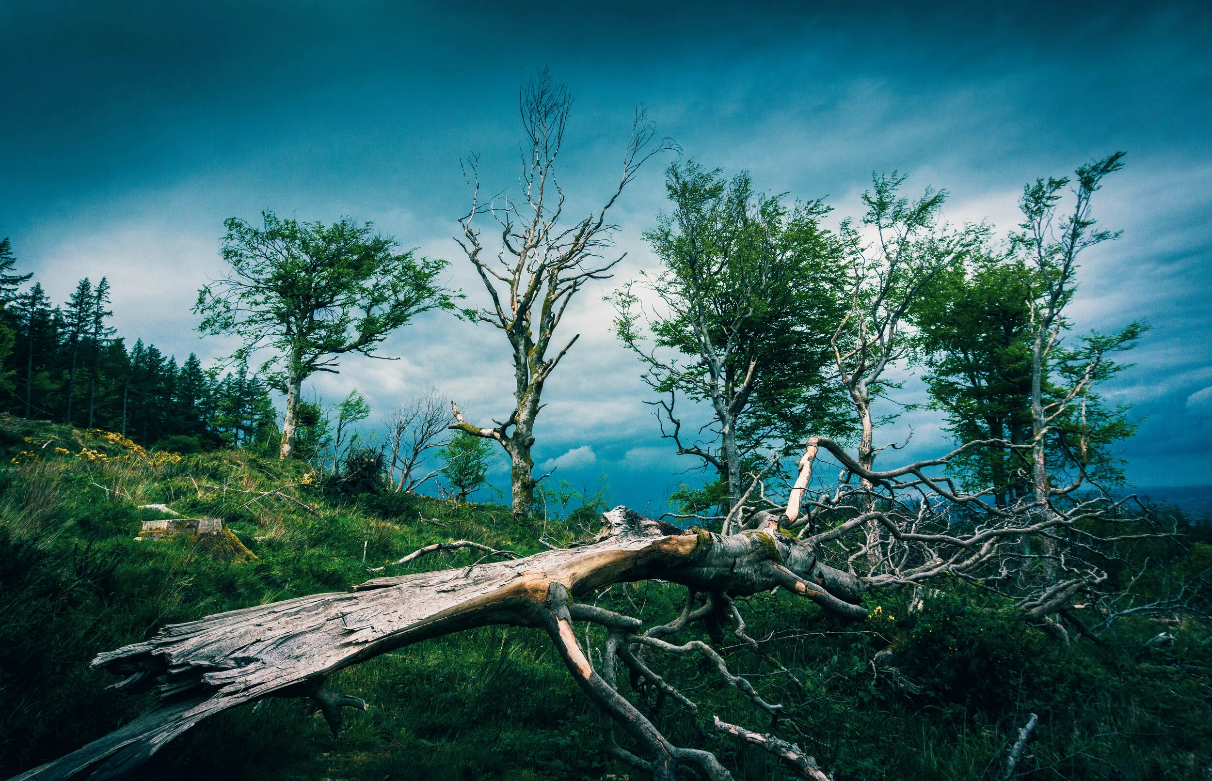 tree_000_-19.jpg
