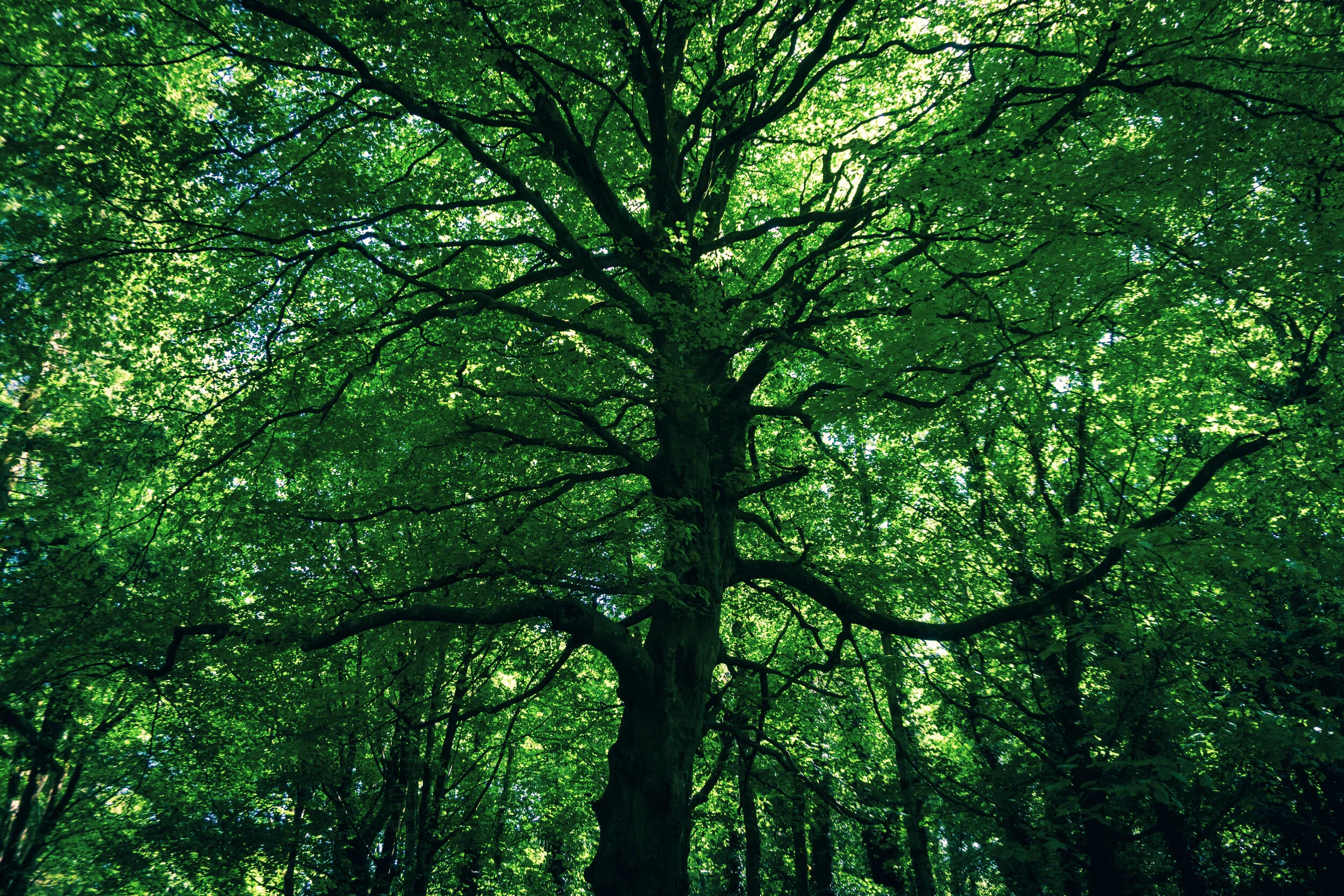 tree_000_-21.jpg