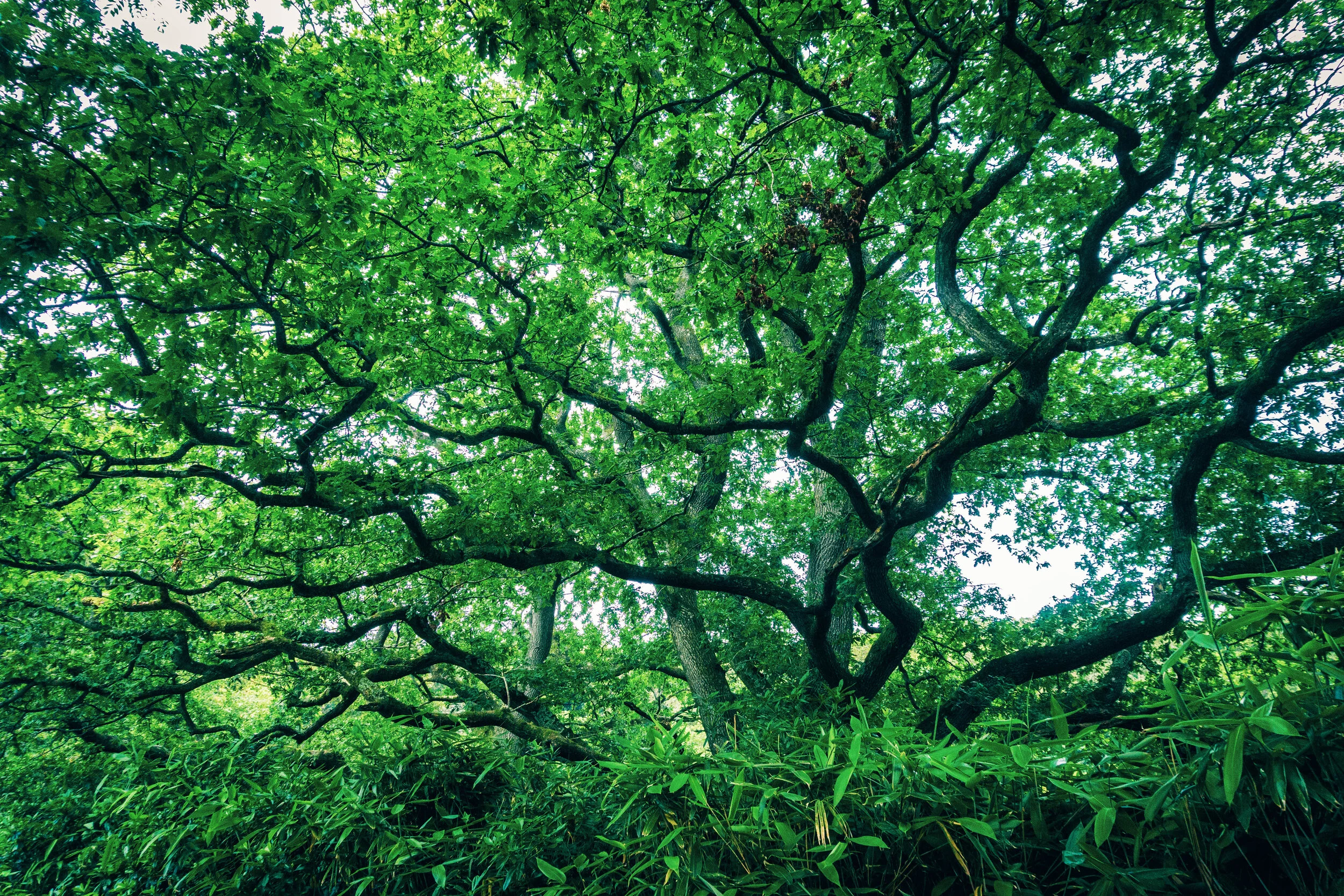 tree_000_-14.jpg
