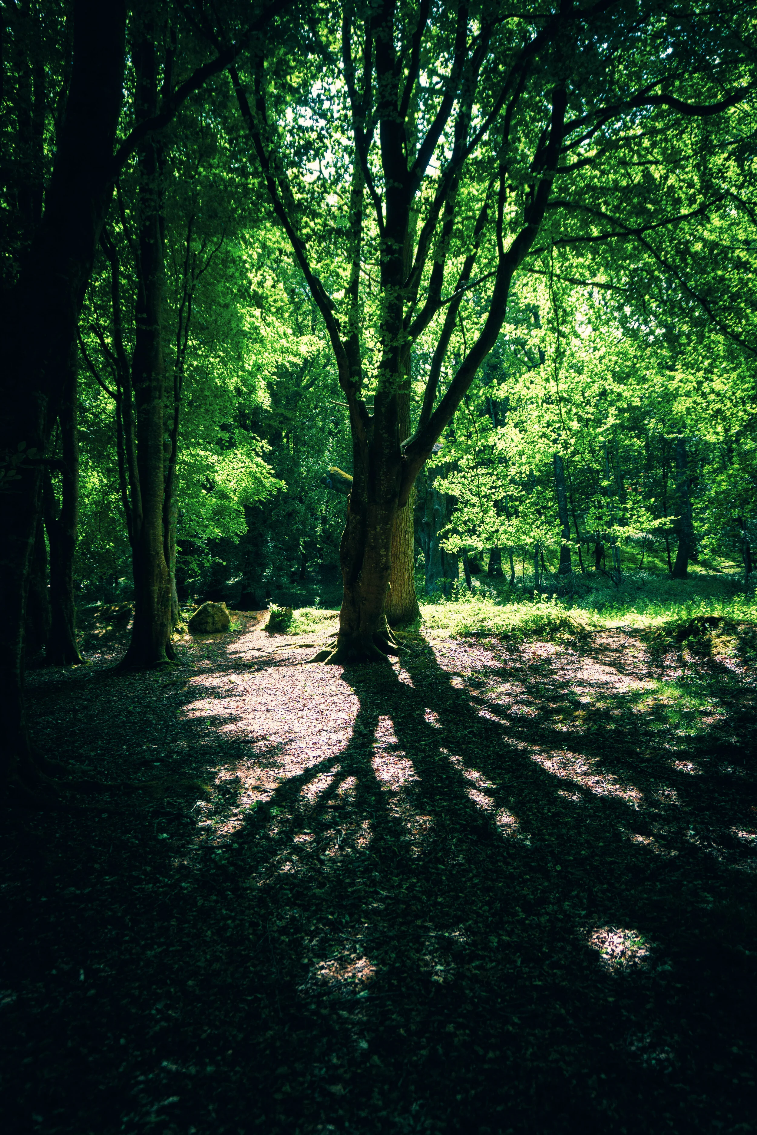 tree_000_-22.jpg