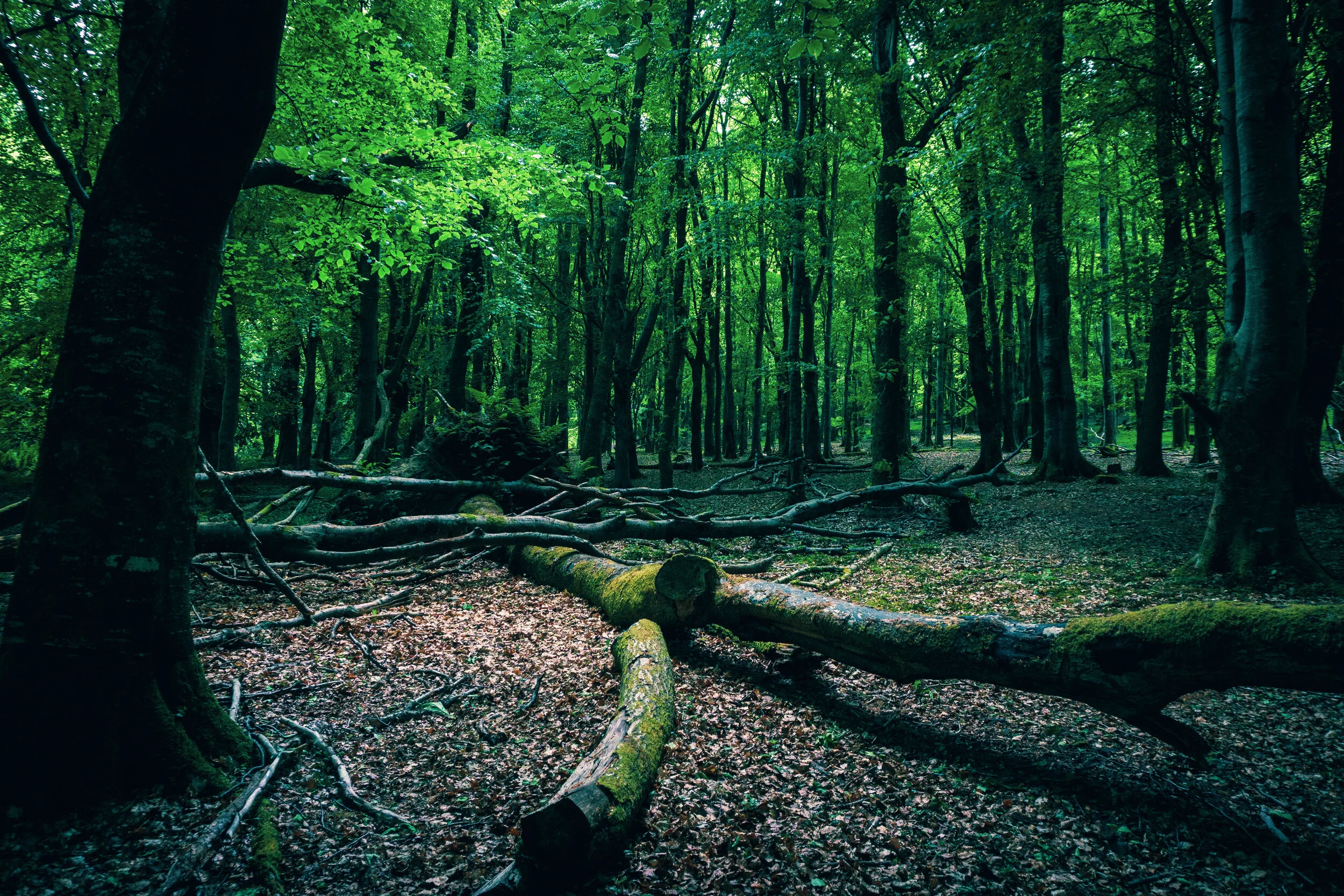 tree_000_-25.jpg