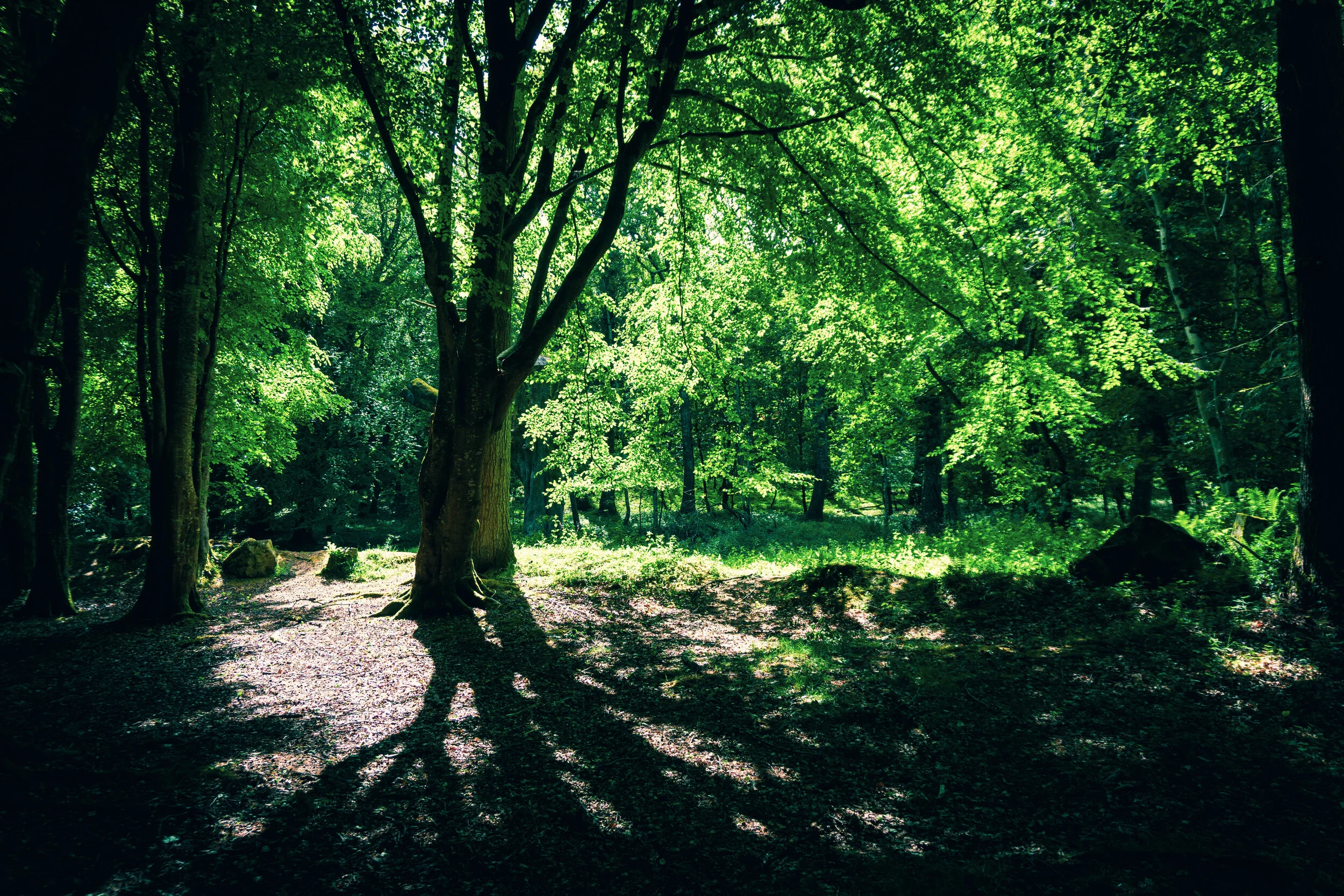 tree_000_-23.jpg