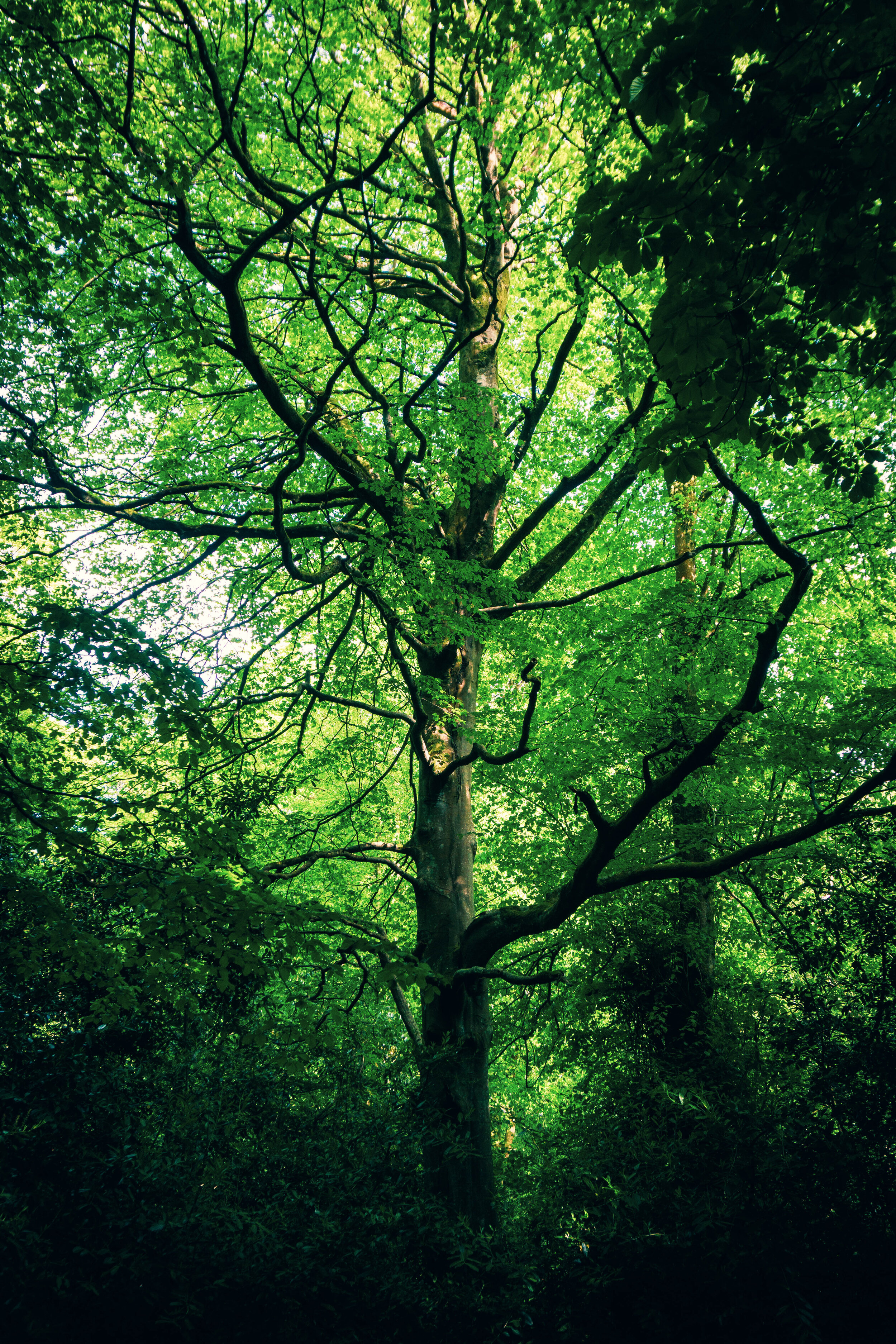 tree_000_-26.jpg