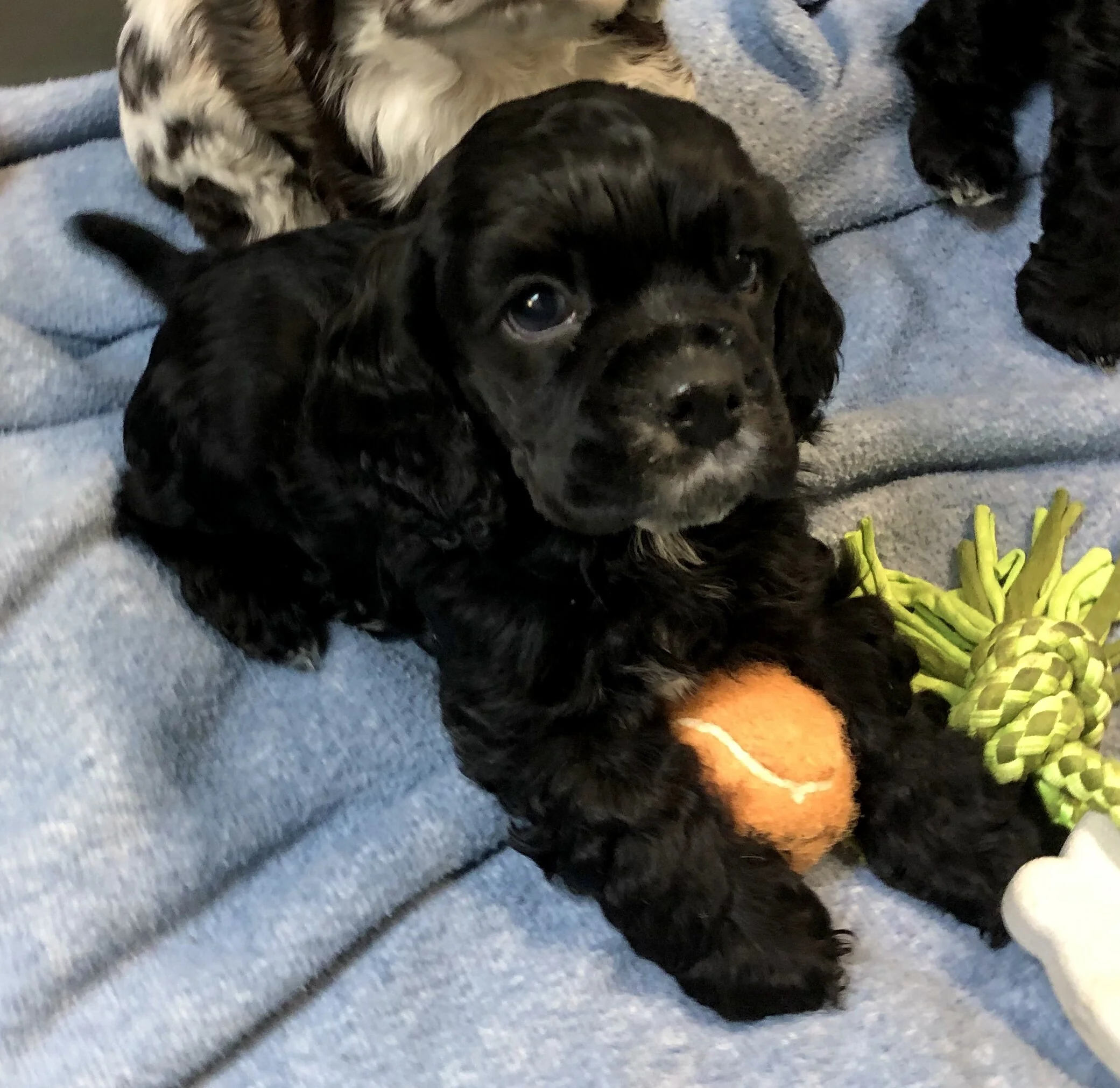 springer spaniel teddy bear