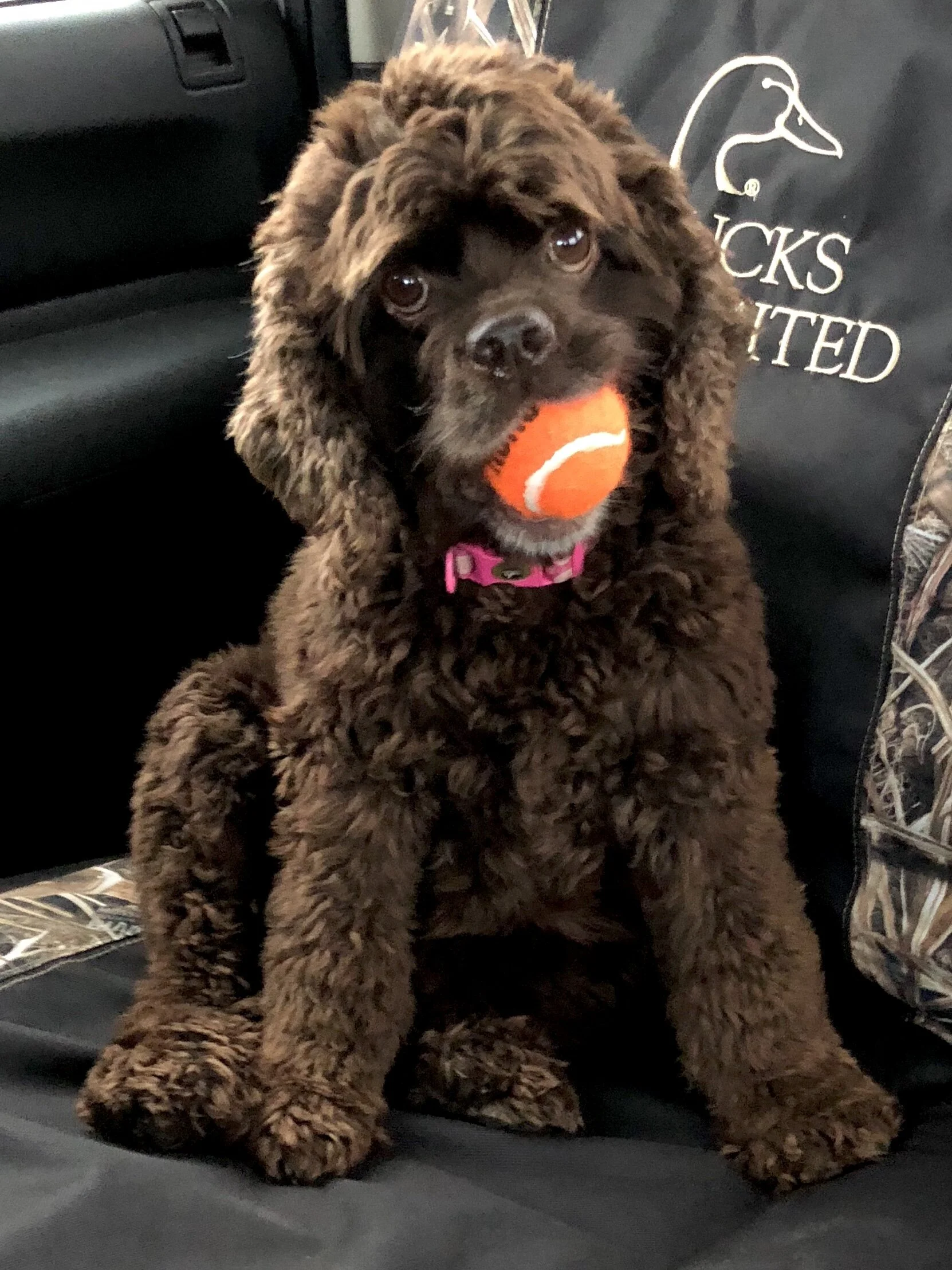 merle american cocker spaniel