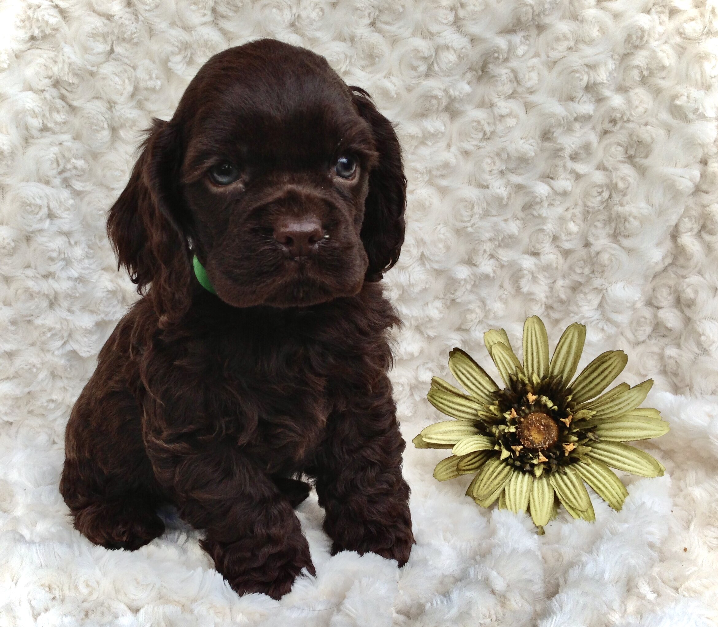 robot fish tank cleaner