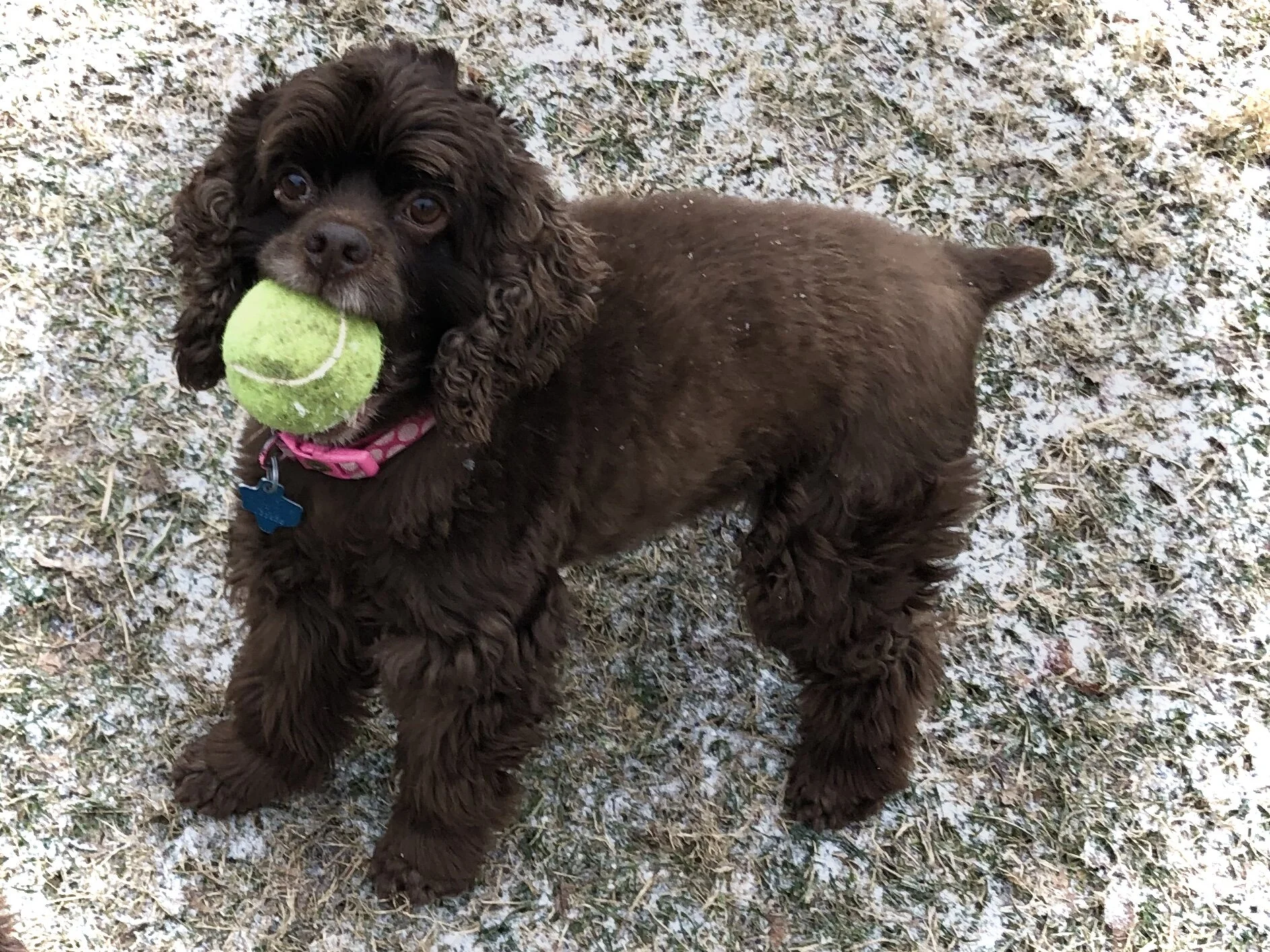 teddy bear cocker spaniel