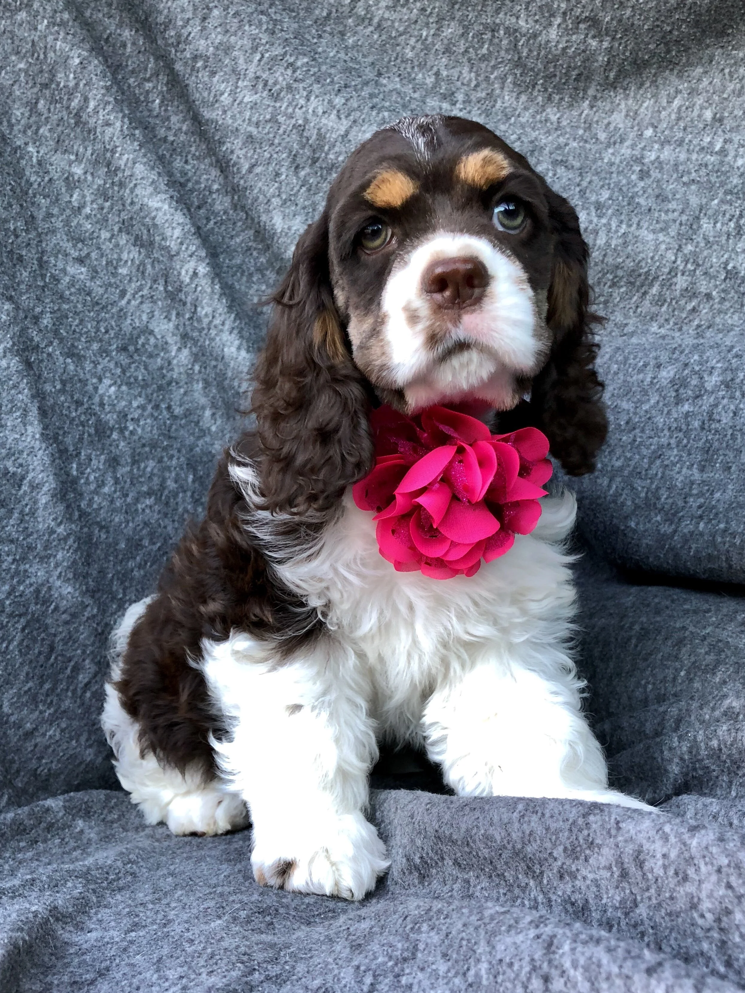 teddy bear cocker spaniel