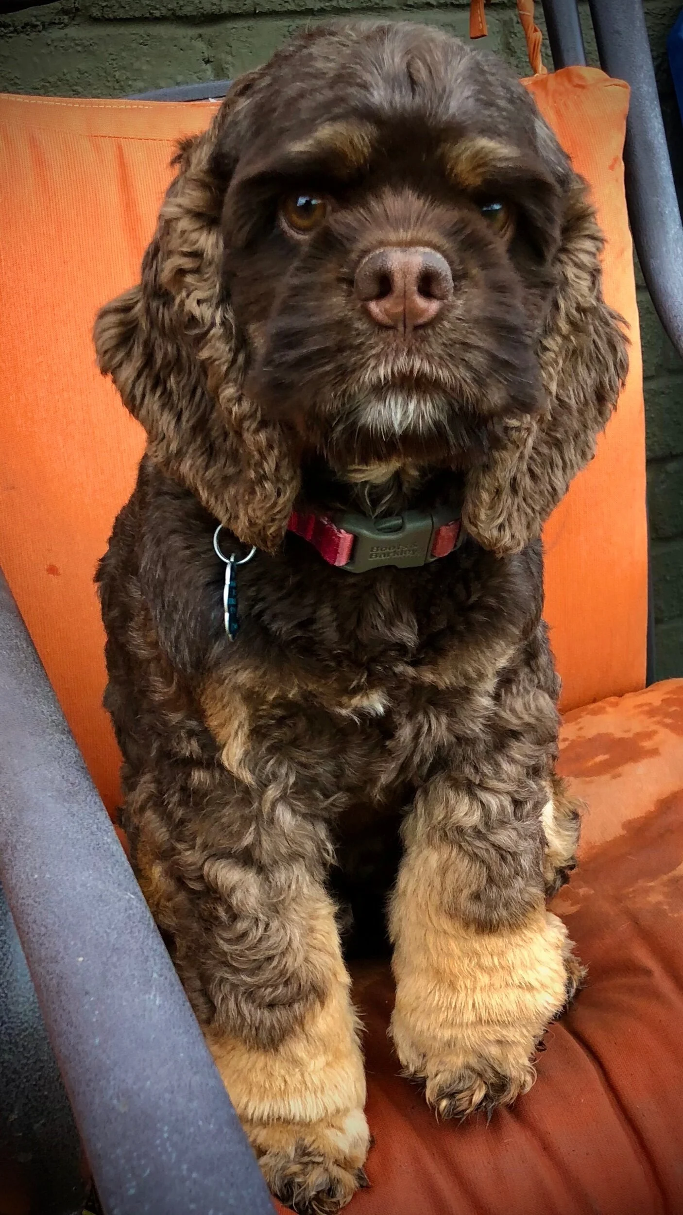 teddy bear cocker spaniel