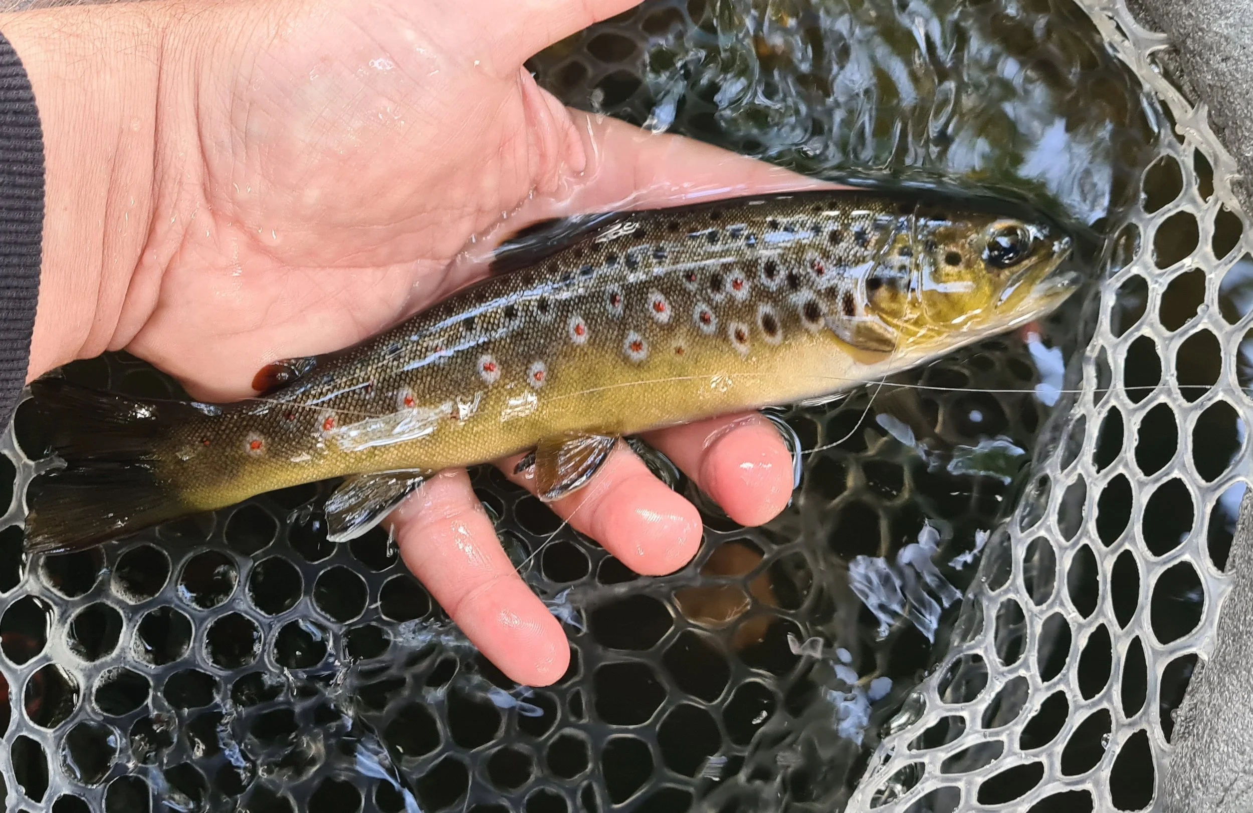 Trout Season Drawing to a Close — Plymouth and District Freshwater