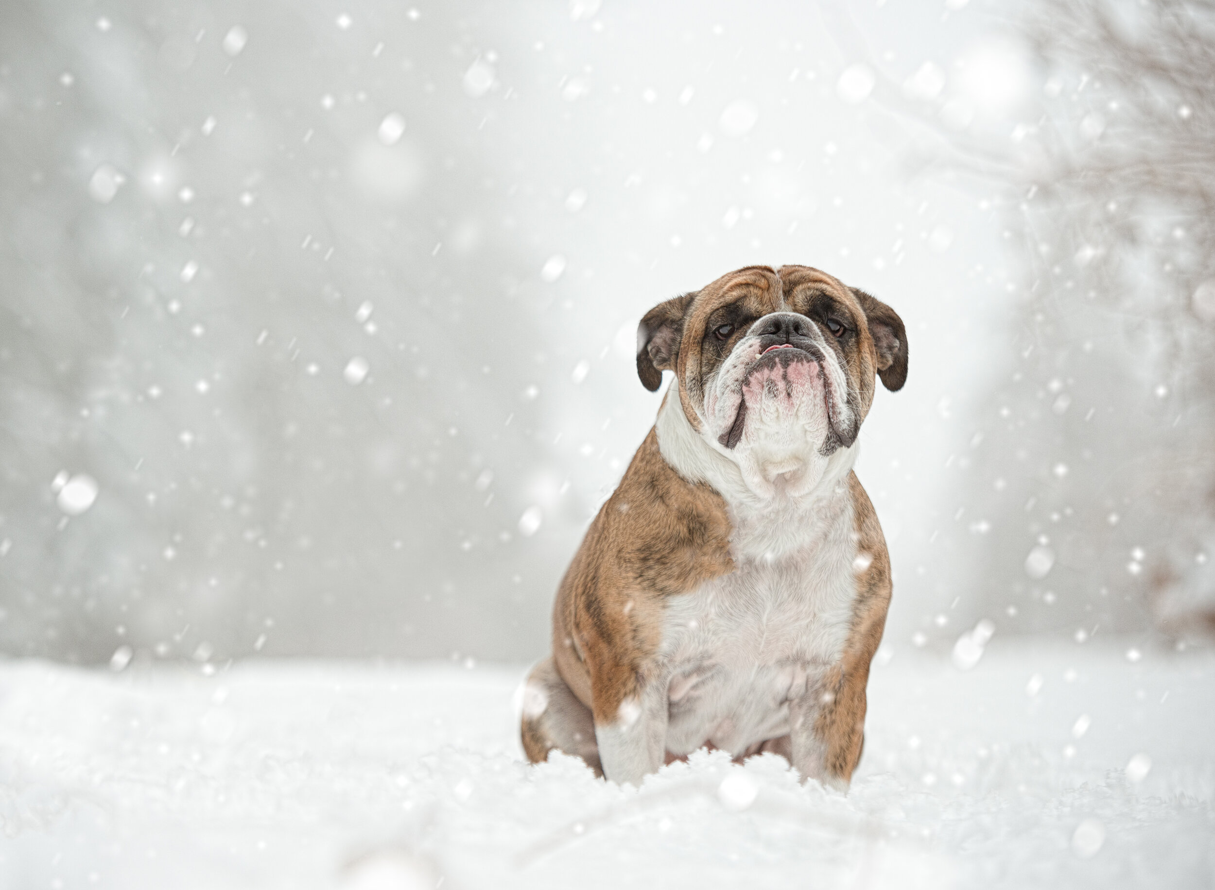 Snow Angel