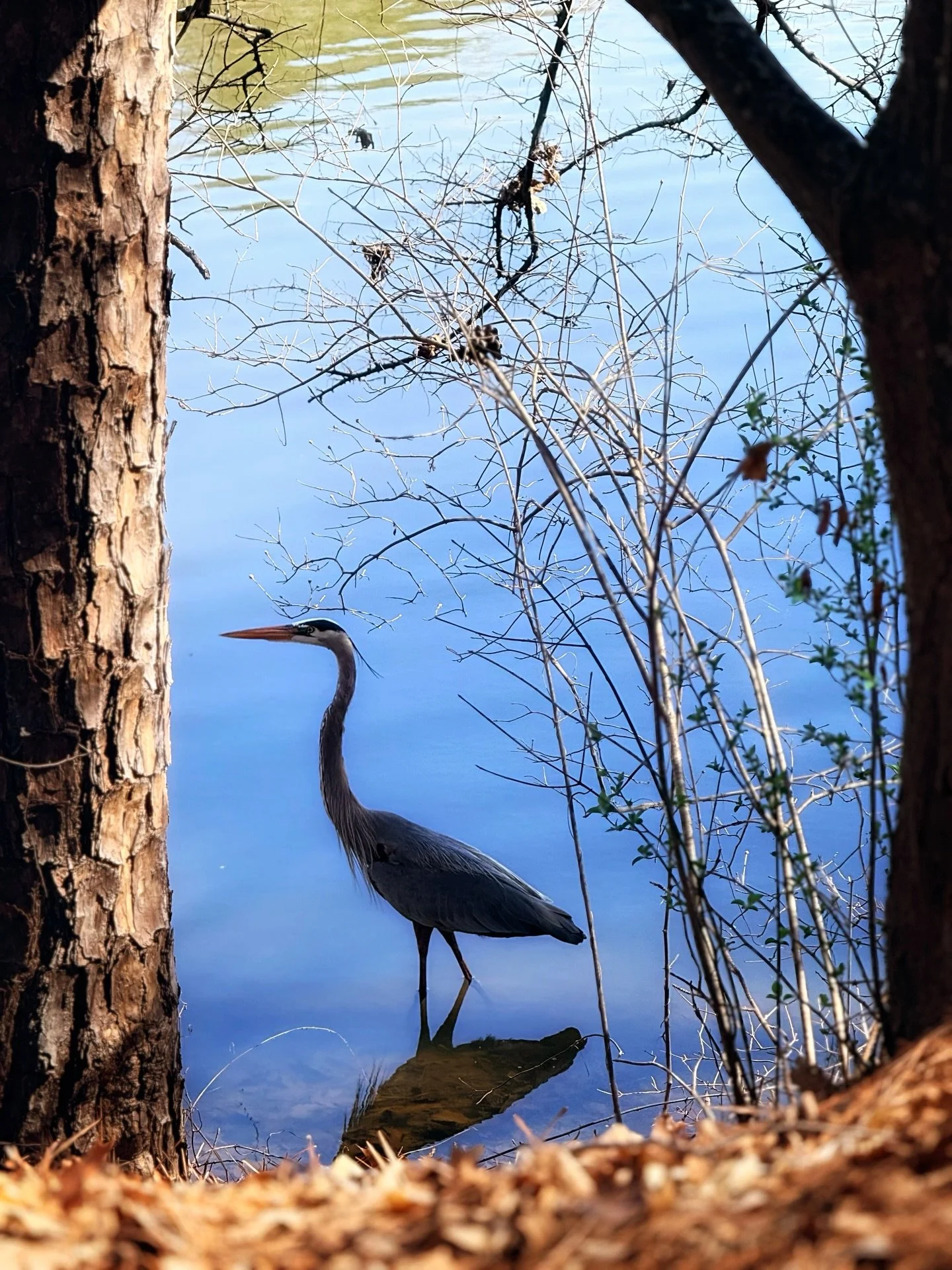 A good day for a walk. @raleighparks #lakelynn