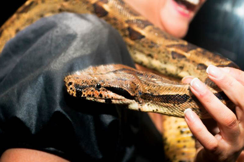 Snake charmers at live event