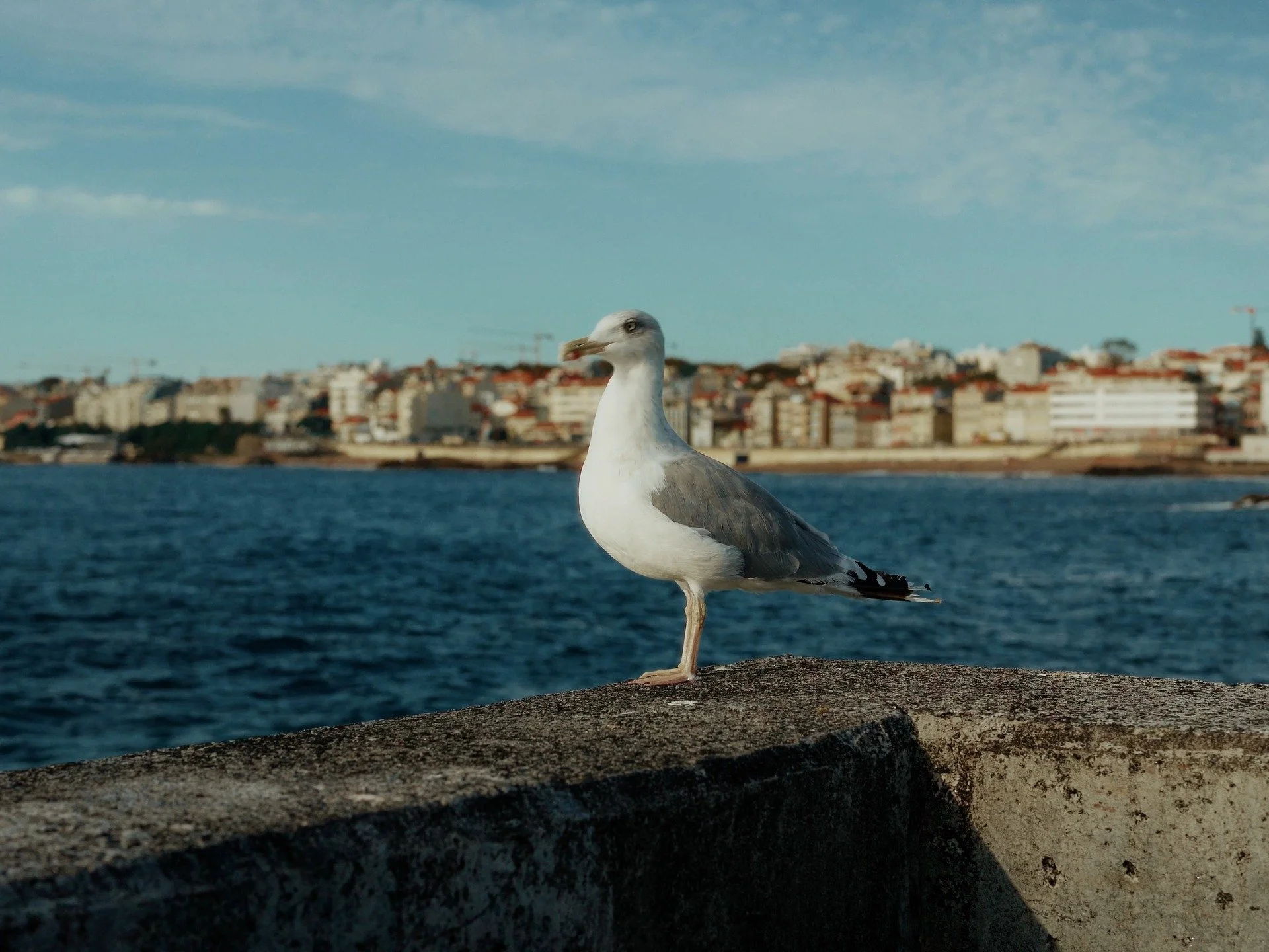 &quot;Frames of Foz&quot; - A place where the river spills into the sea. I came here a few times while I was in Porto for filming. The beaches there are beautiful. It was calm and relaxing to people-watch. No real agenda, just good vibes, hanging out
