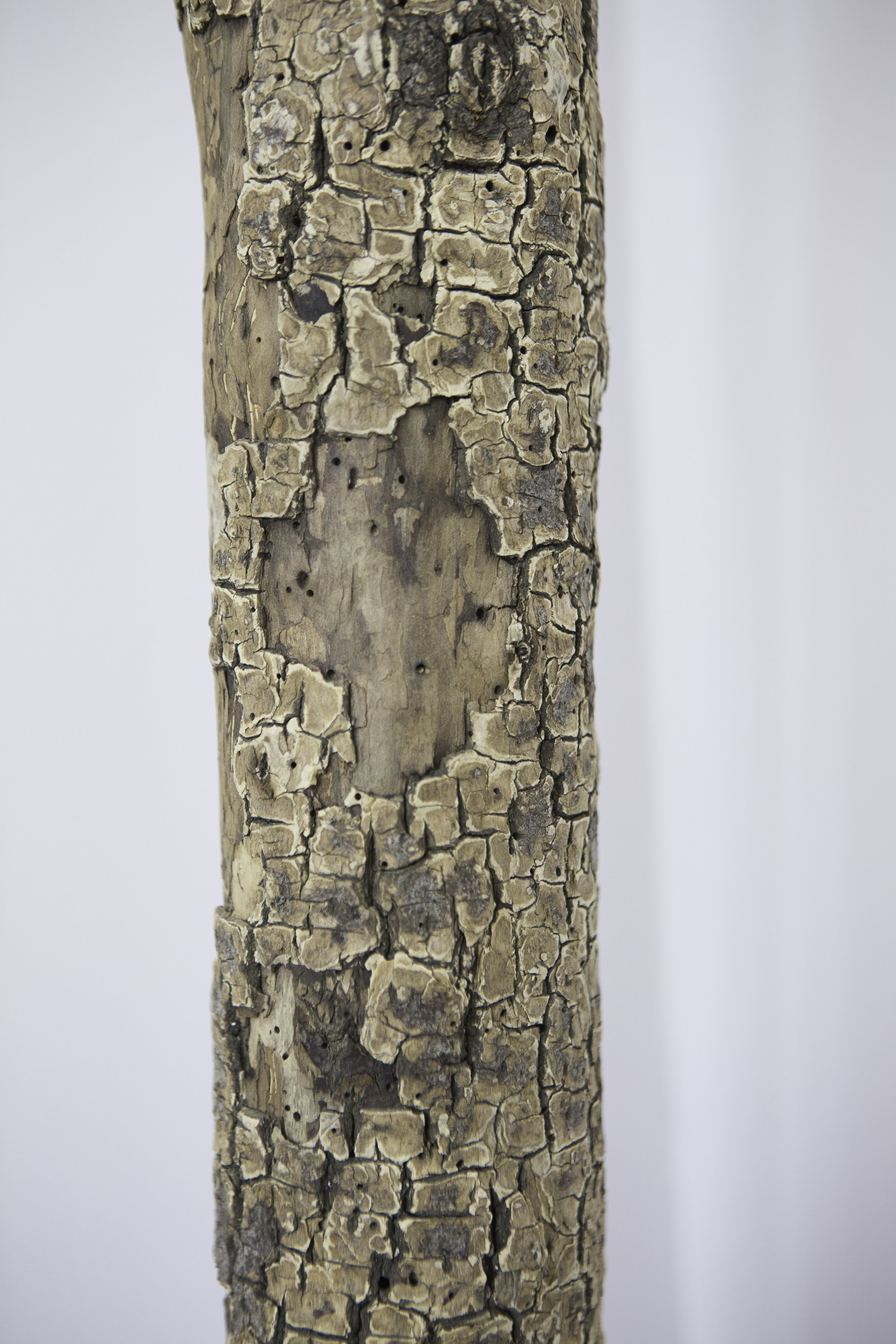 treee trunk in clay_-13.jpg