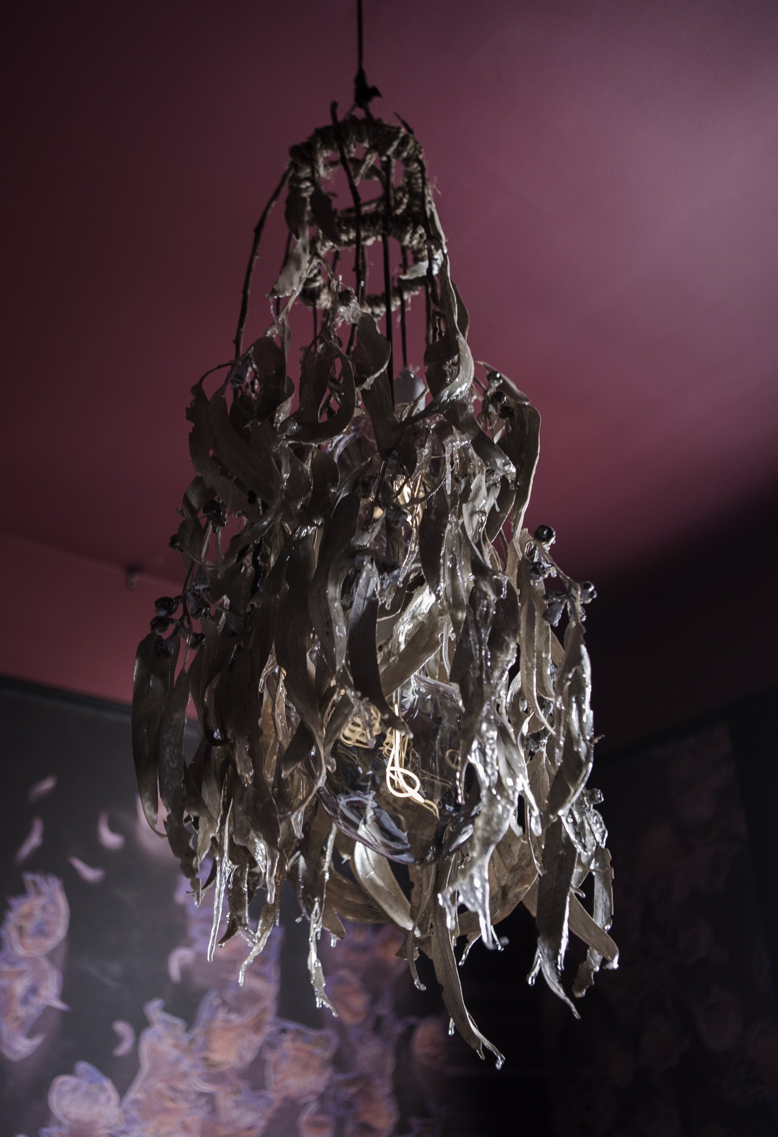 Eucalyptus Light