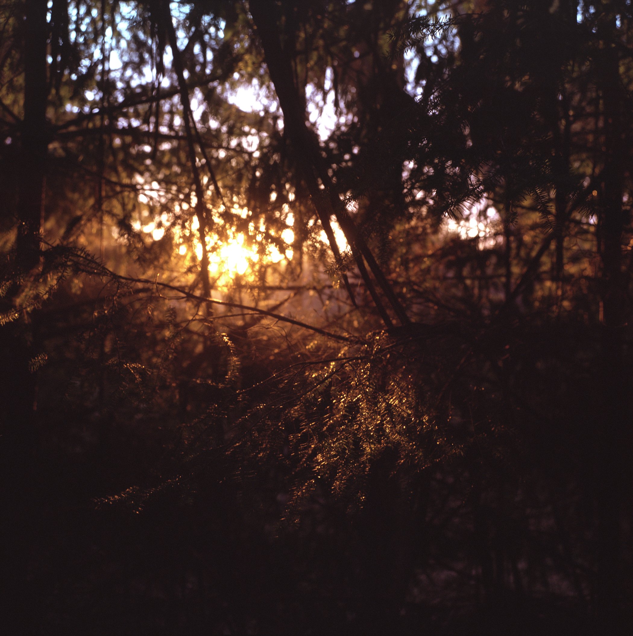 Bolinas walk web.jpg