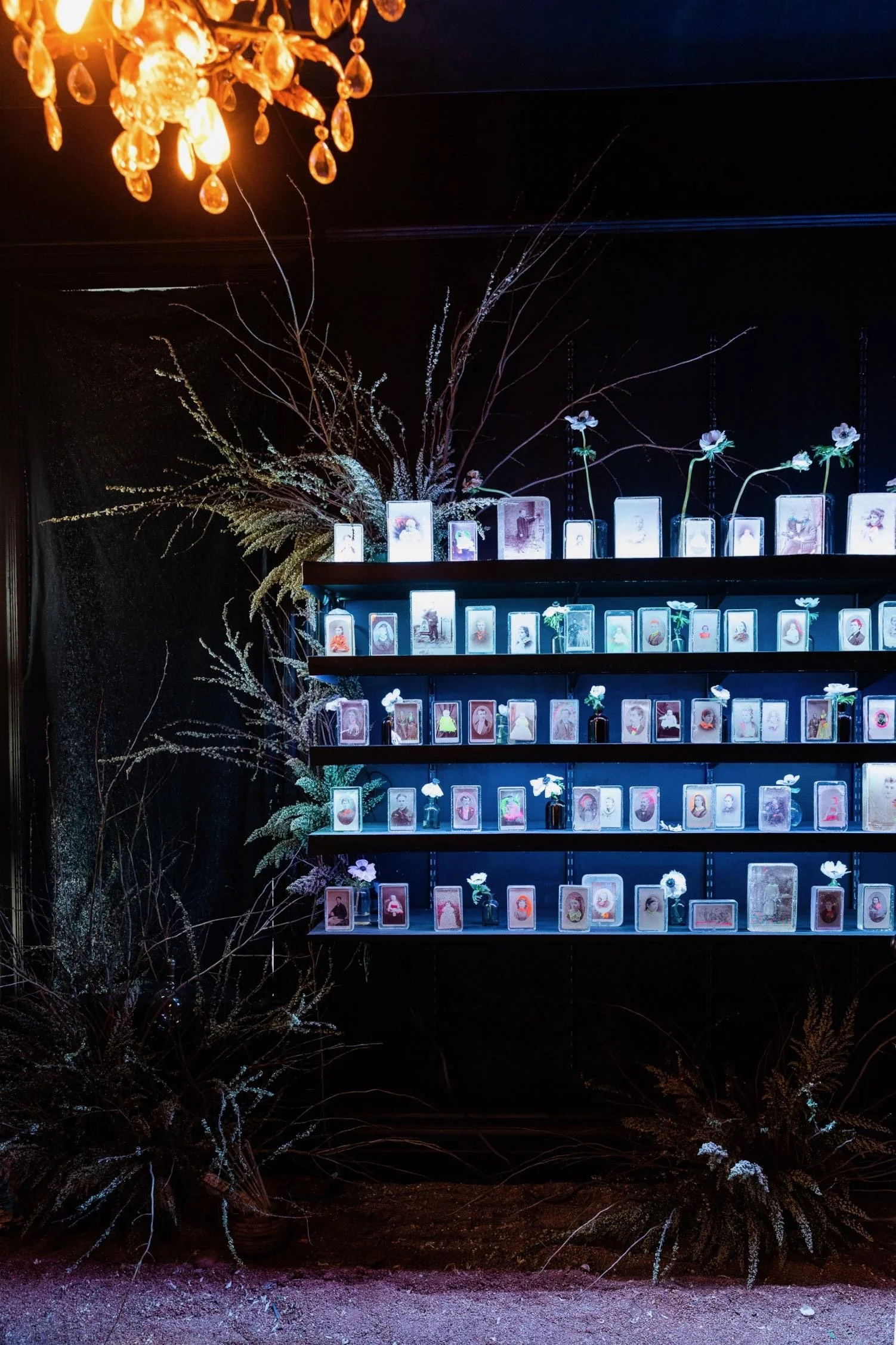A wall with multiple shelves displaying framed photographs and small flowers, flanked by dried plants and branches, with a chandelier hanging overhead.