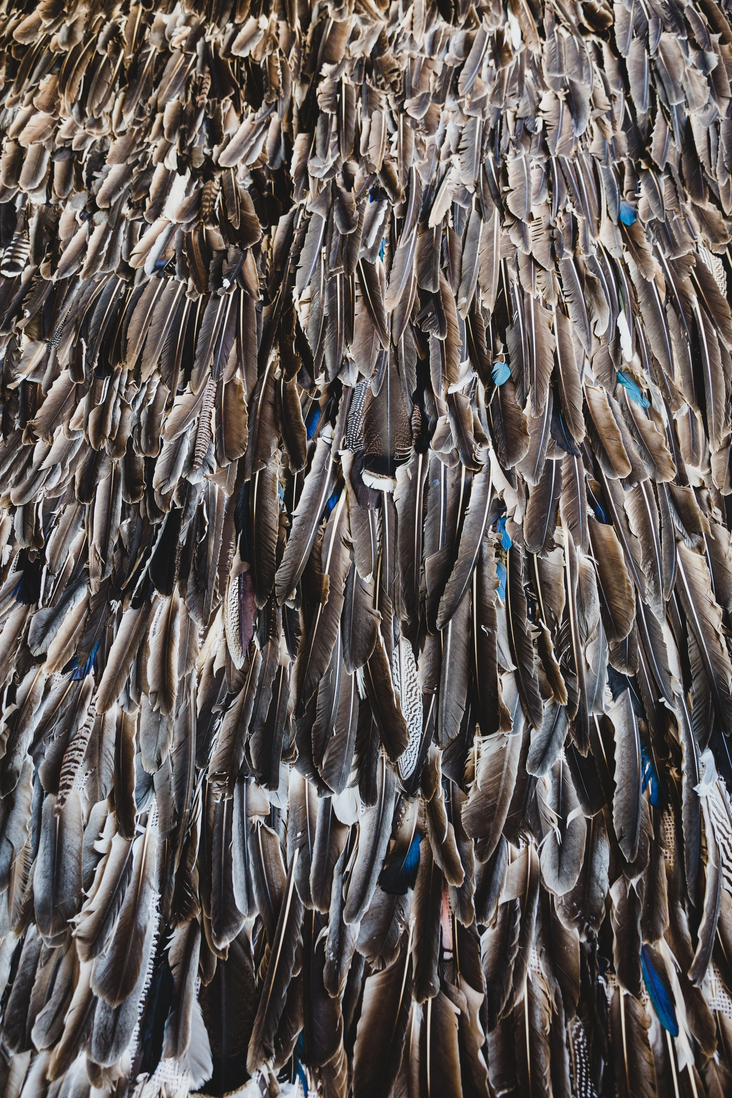 A large collection of bird feathers with some blue accents.