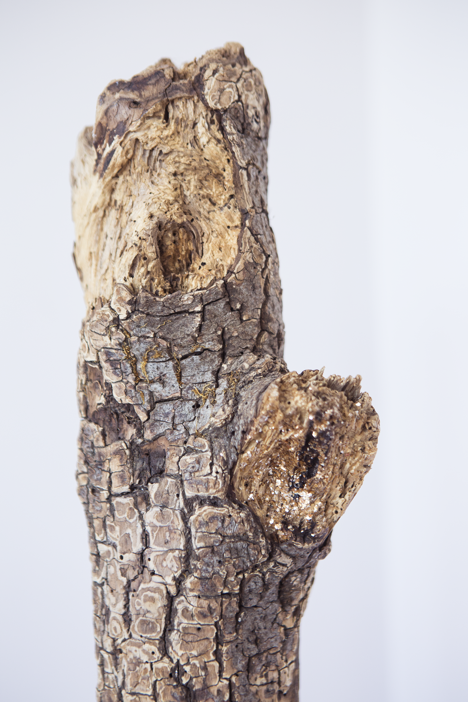 treee trunk in clay_-23.png