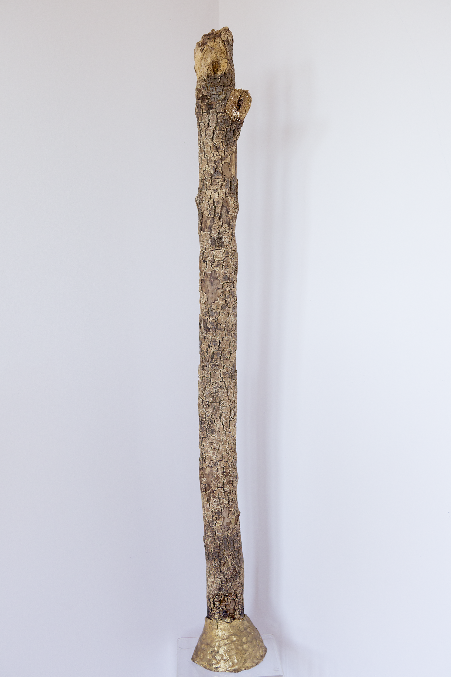 A tall, thin wooden stick with a rough, textured bark standing upright on a small, round, golden base against a plain white background.