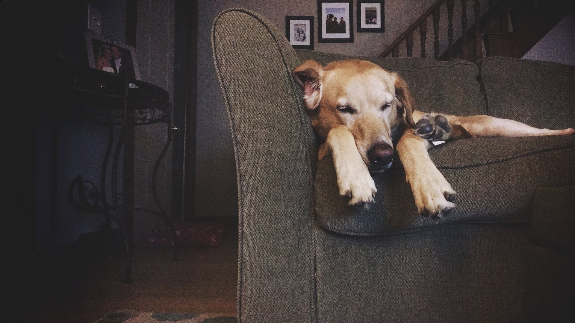 lazy-days-dog-days-2023-11-27-05-23-00-utc.jpg