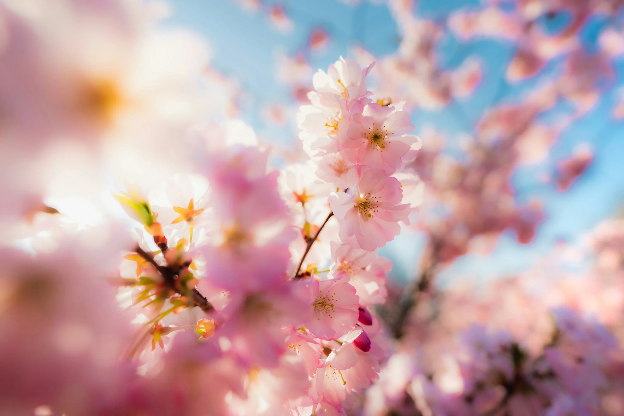 The Spring Kickoff: Why March is the Strategic "Sweet Spot" for South Shore Real Estate