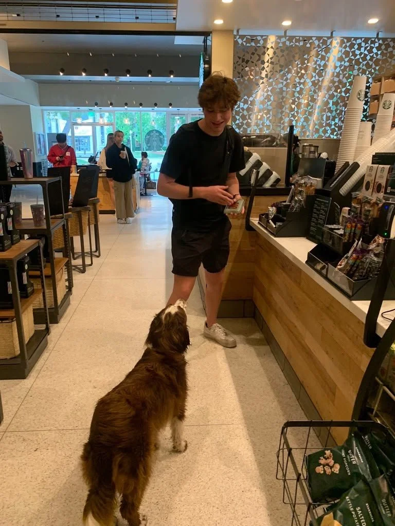 Dayzi the dog looking at a student in Starbucks.
